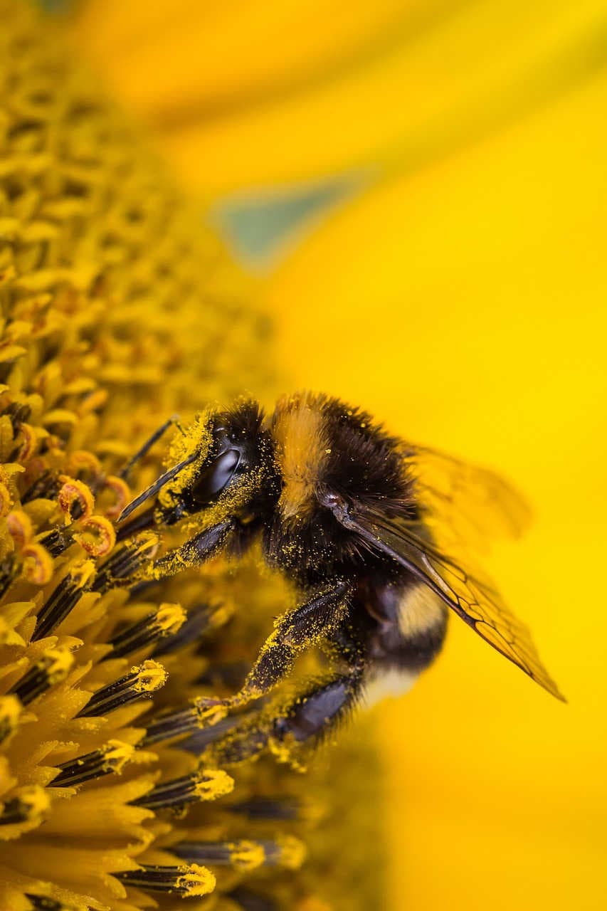 bombo fiore giallo