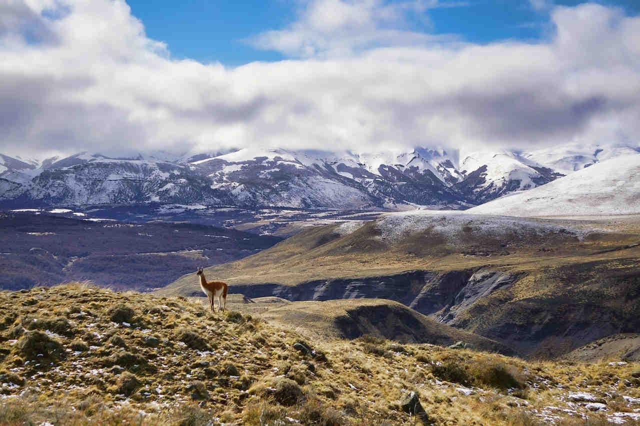 Lama