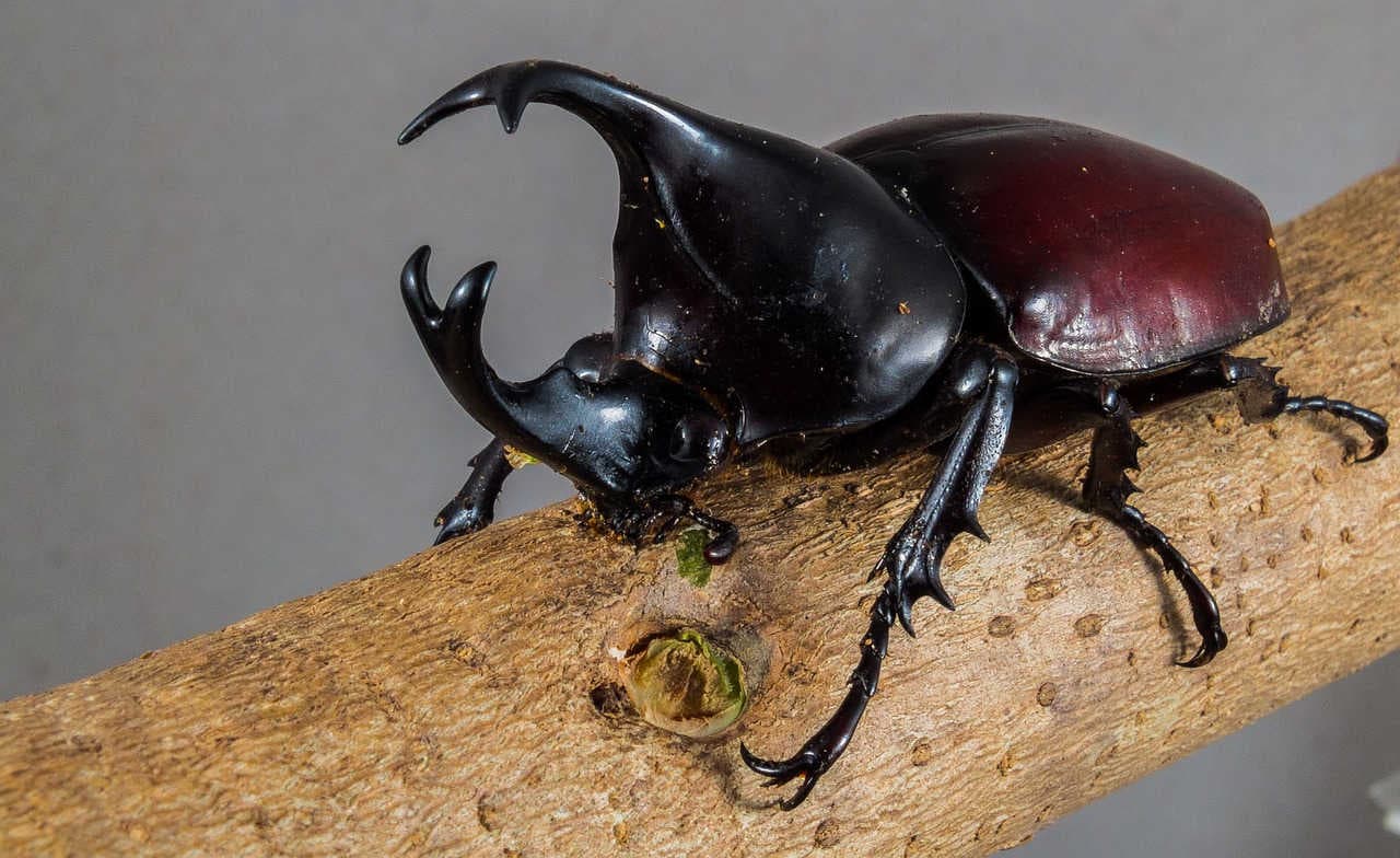 Scarabeo_rinoceronte