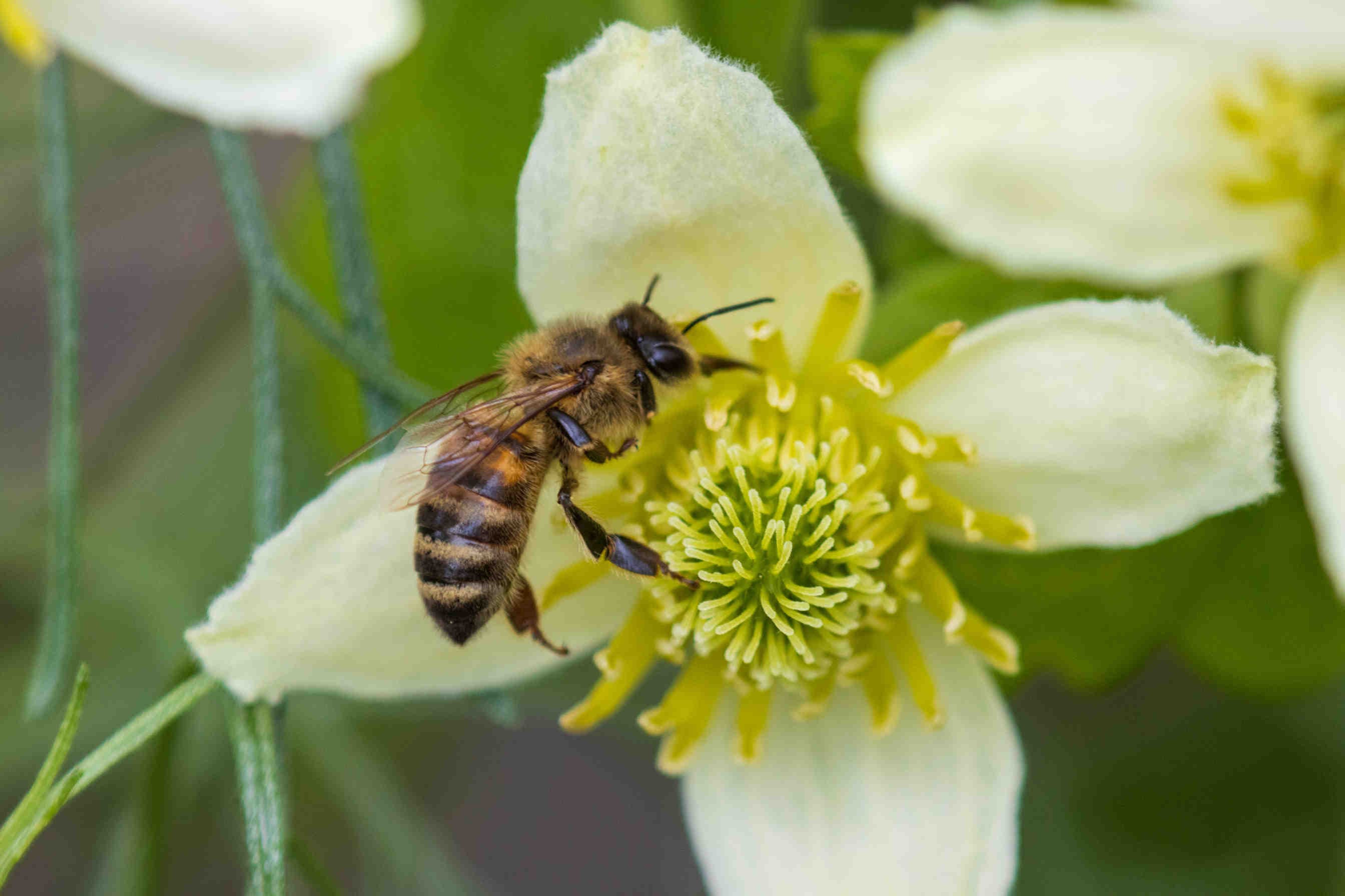 ape mellifera 3Bee