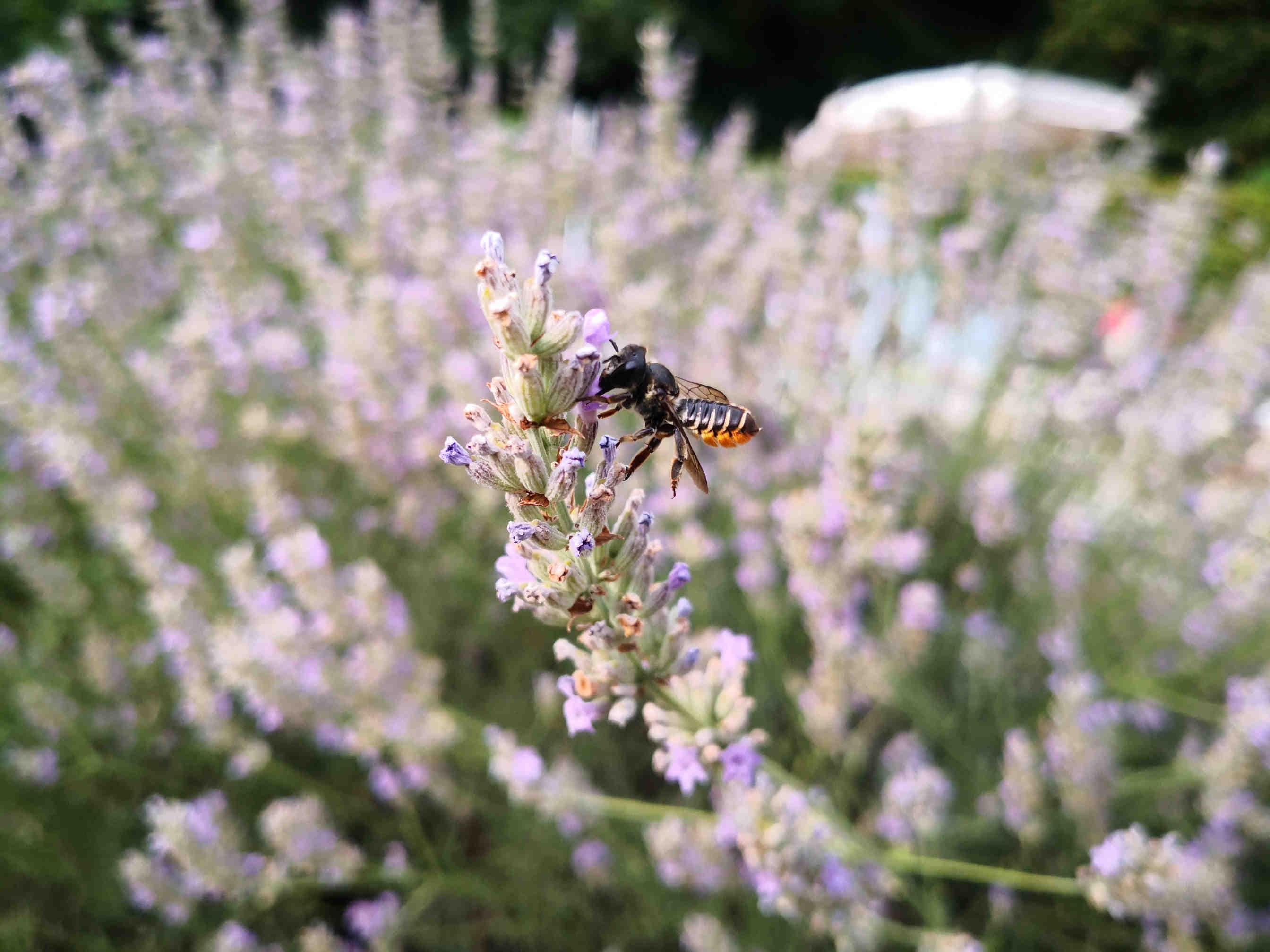 3Bee biodiversità
