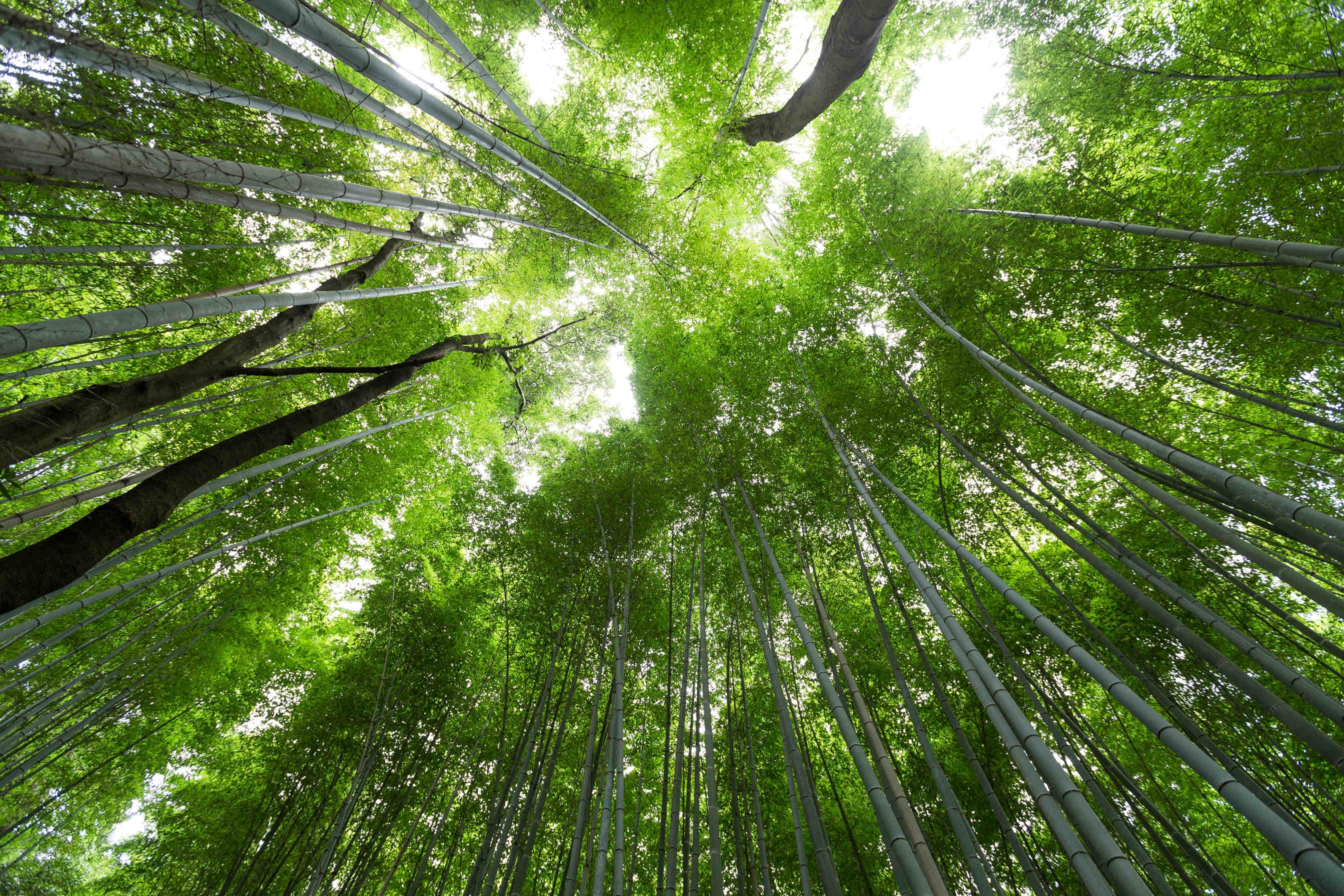 trees