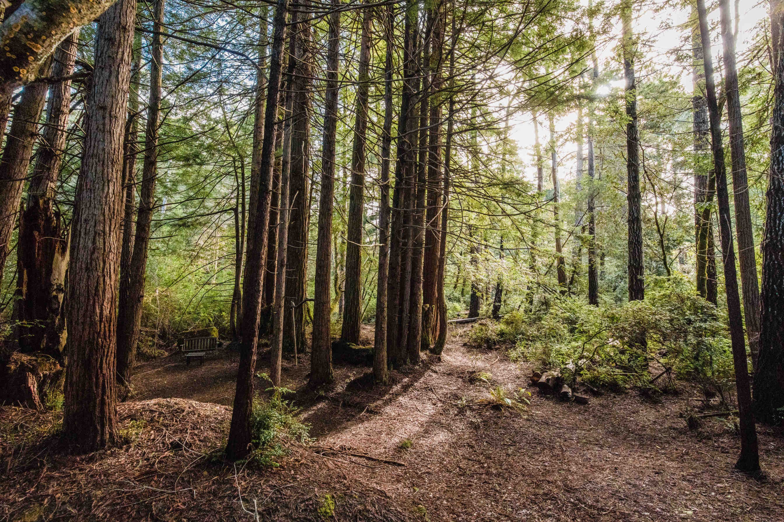 Nuovi progetti per piantare alberi