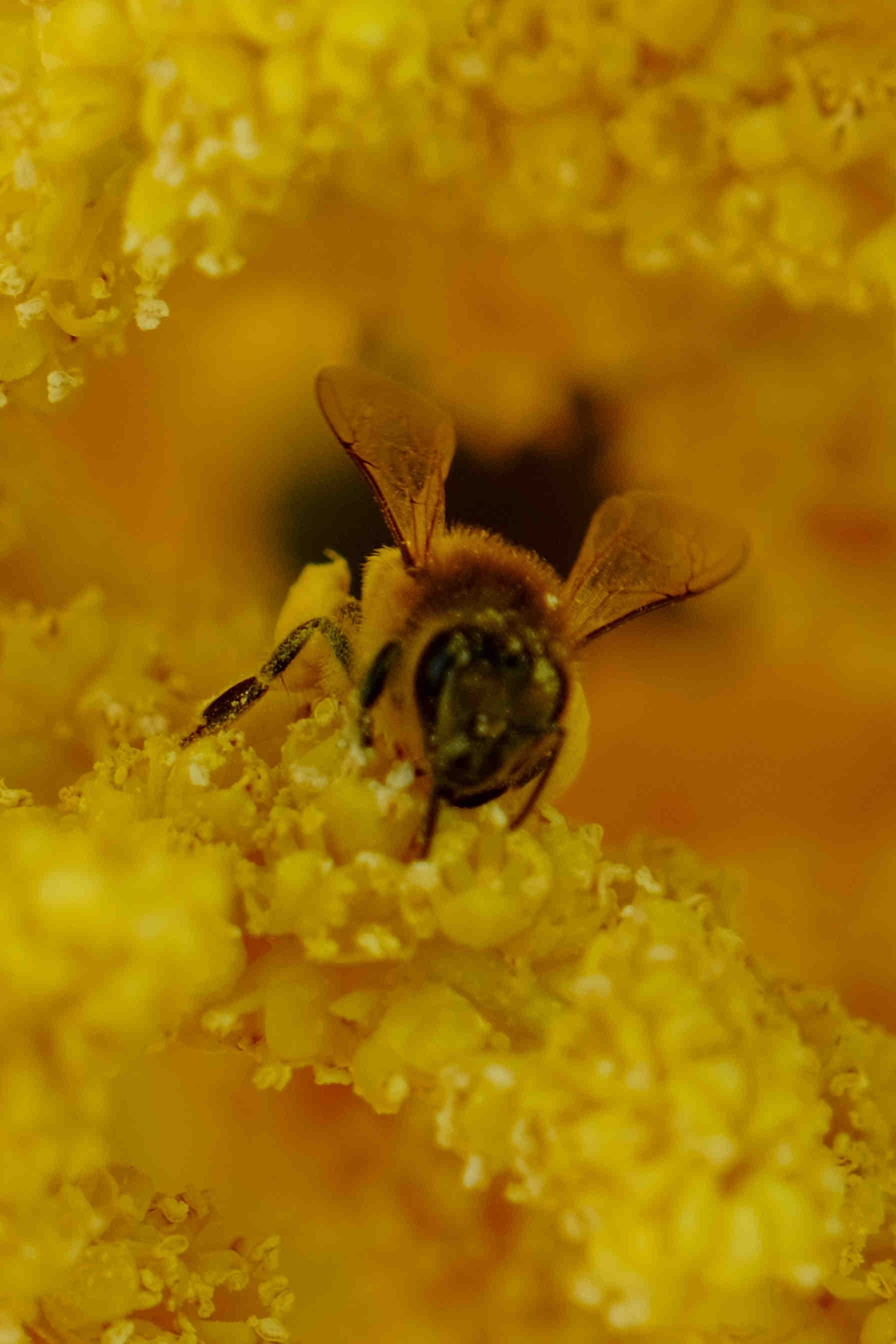 Lavender honey: where to find it?