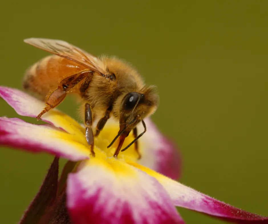 Salvar a las abejas es posible?