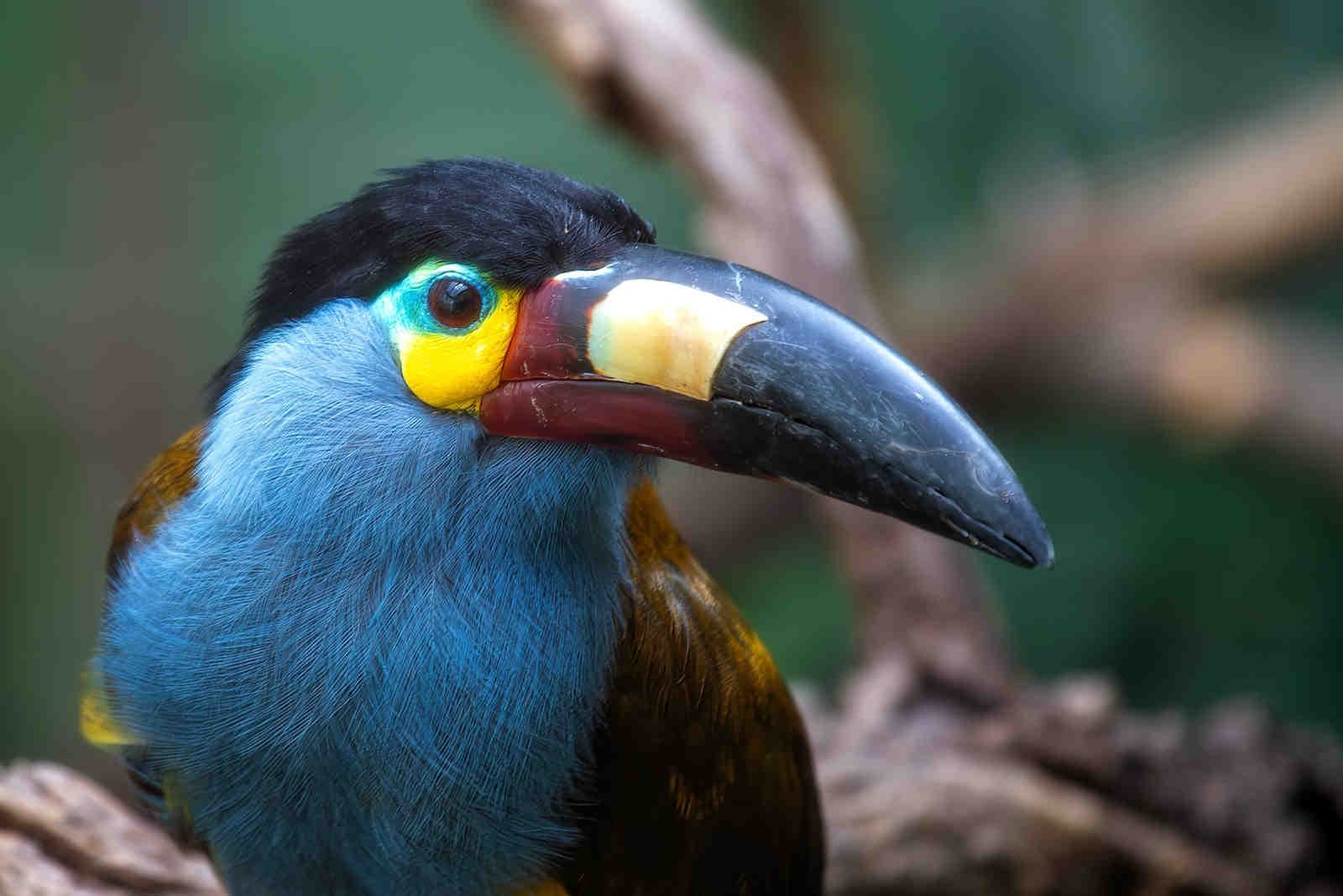 Il valore fondamentale della biodiversità