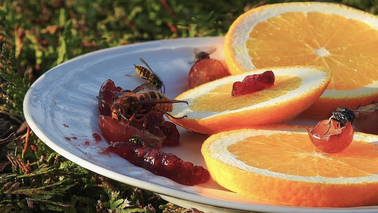 cibo di vespe e calabroni