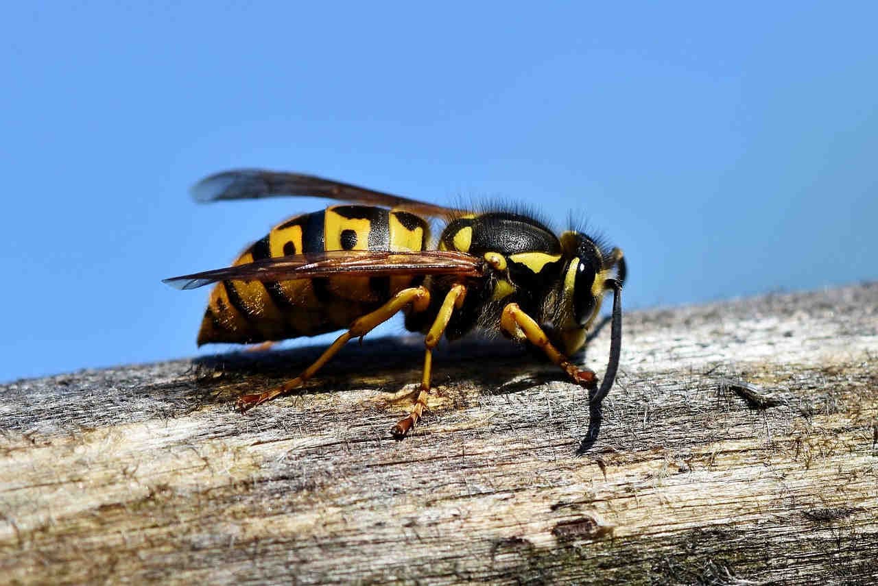 Vespula