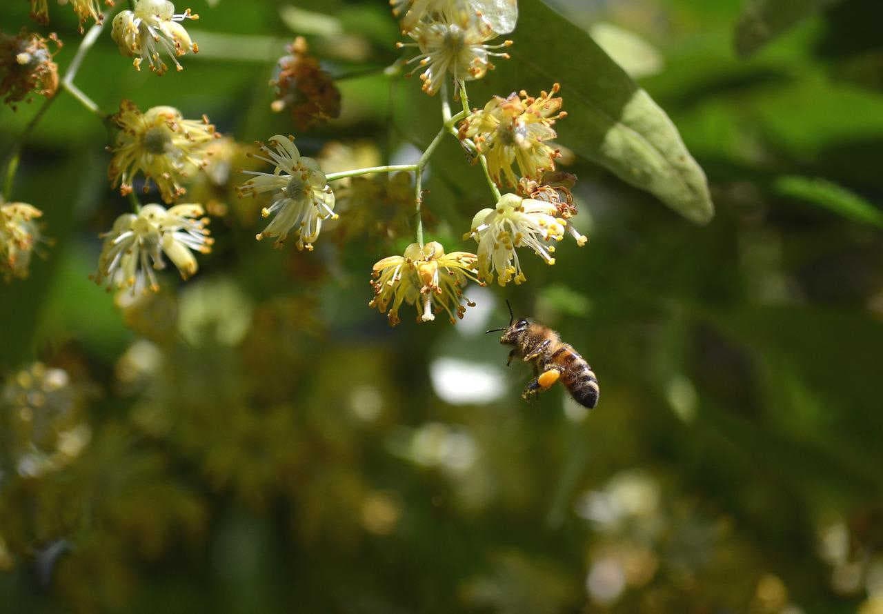 Lime tree honey: where does it come from?