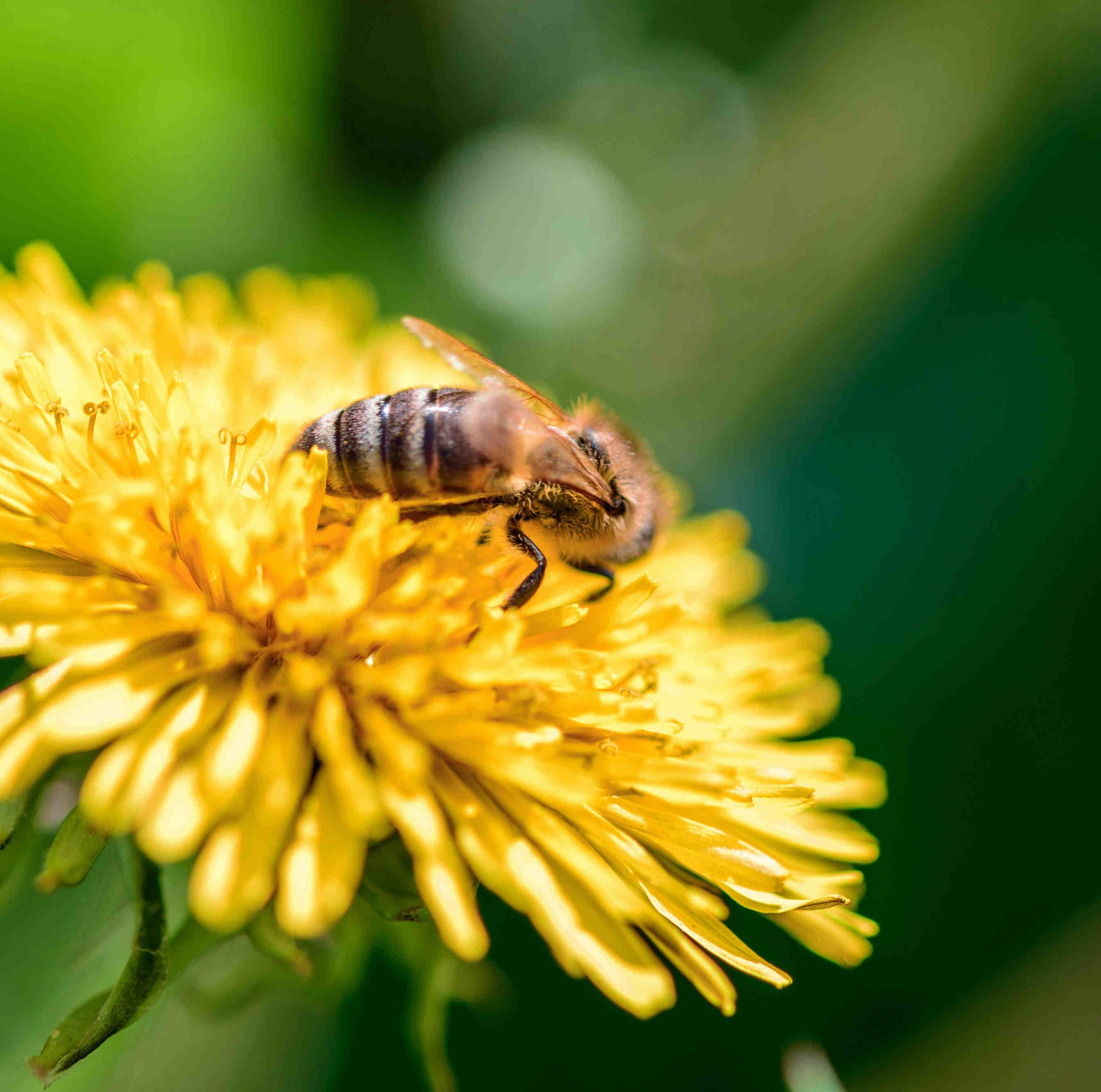 Bee on dandelion