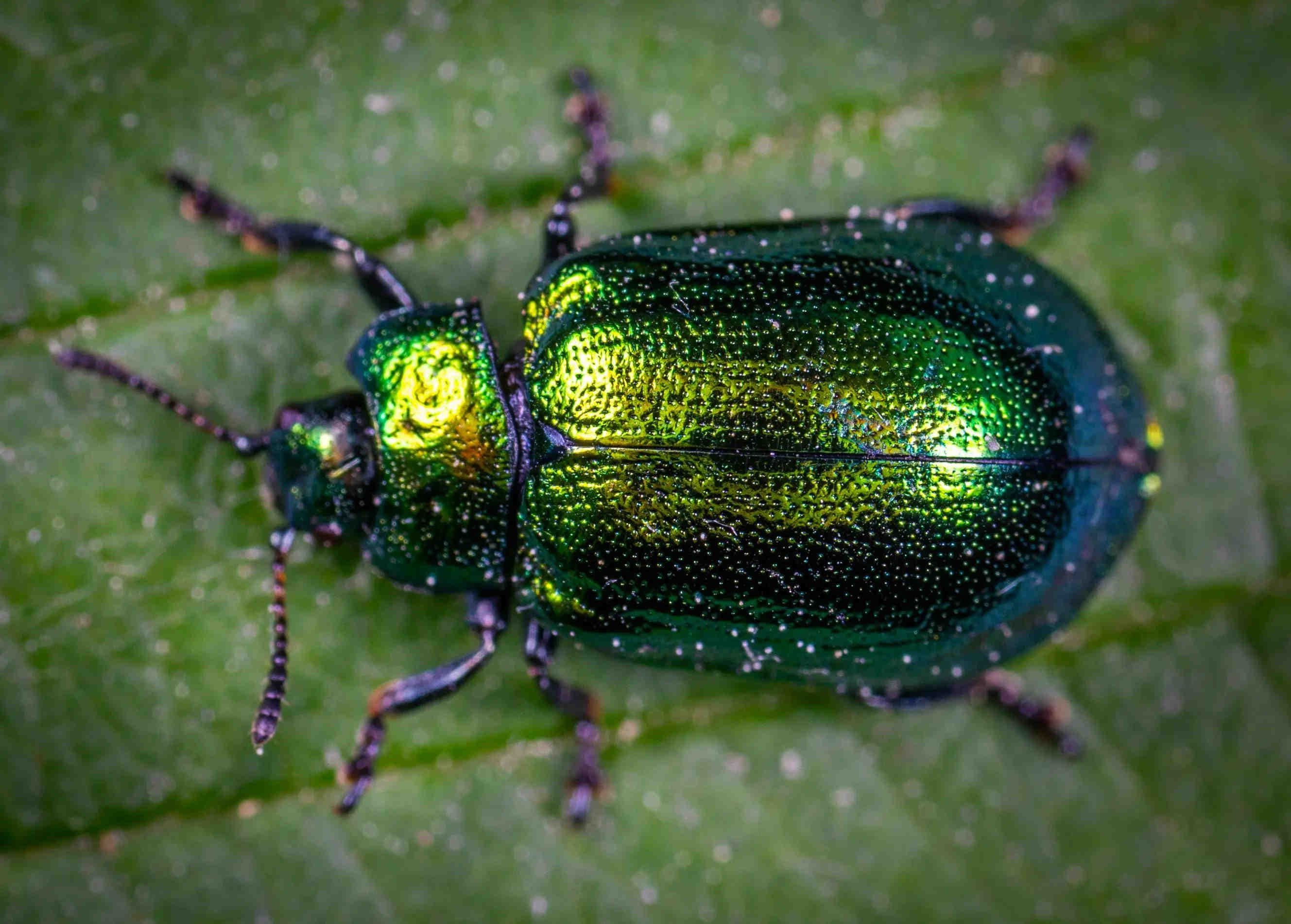 3bee-blog-origini-e-istituzione-della-ricorrenza