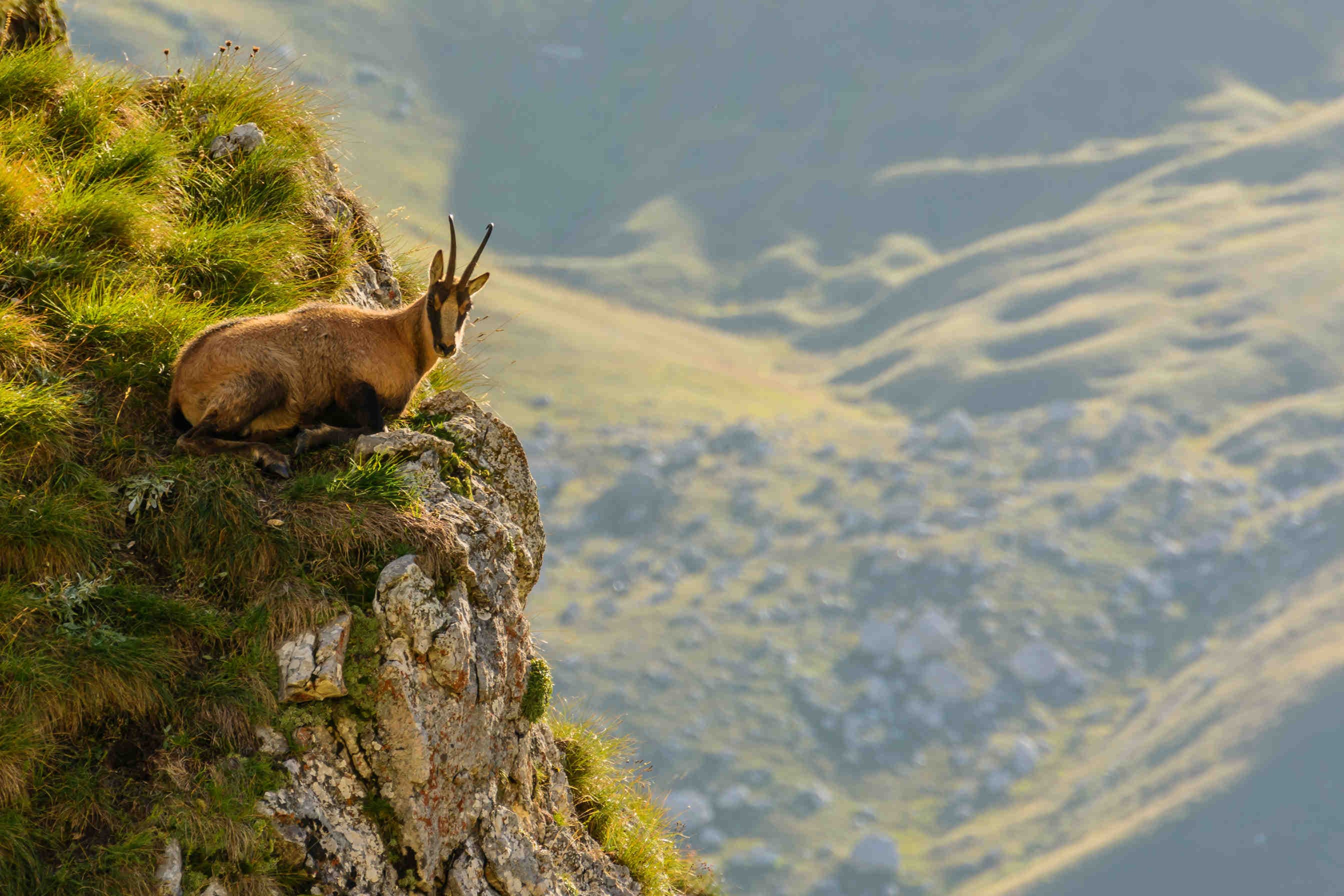 Camoscio in Abruzzo