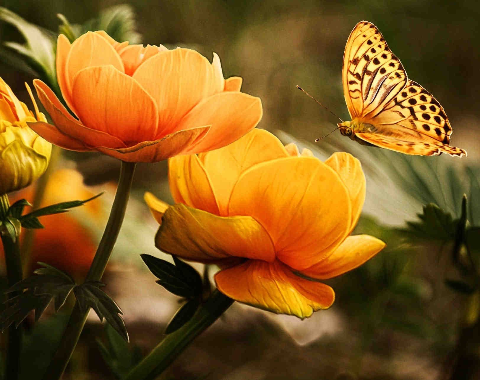 Impollinatori e fiori