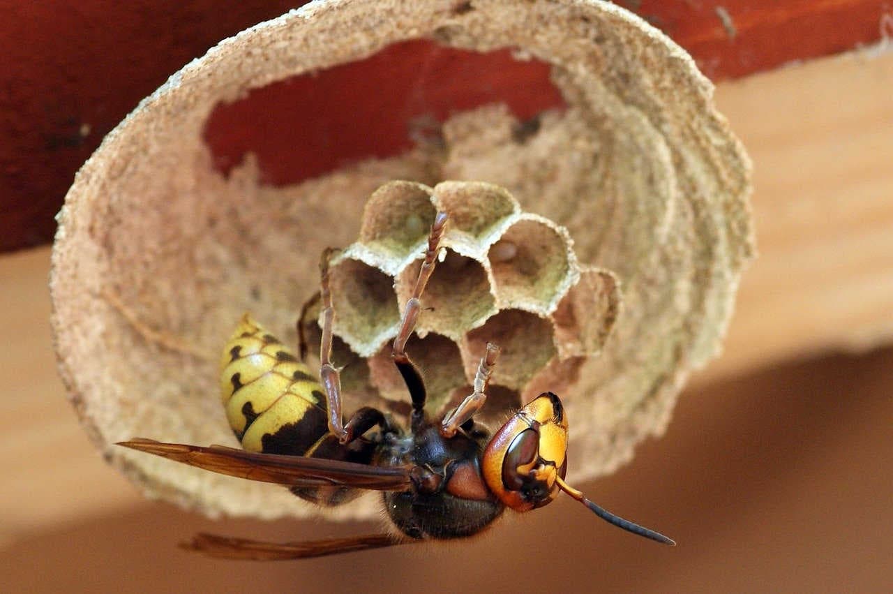 Vespa crabro