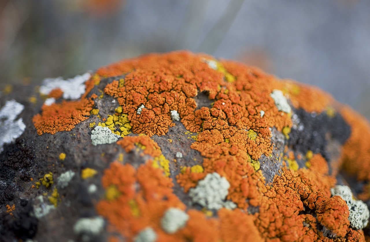 licheni