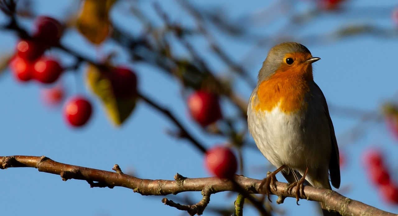 Warum Bäume und Pflanzen Vogelkot brauchen