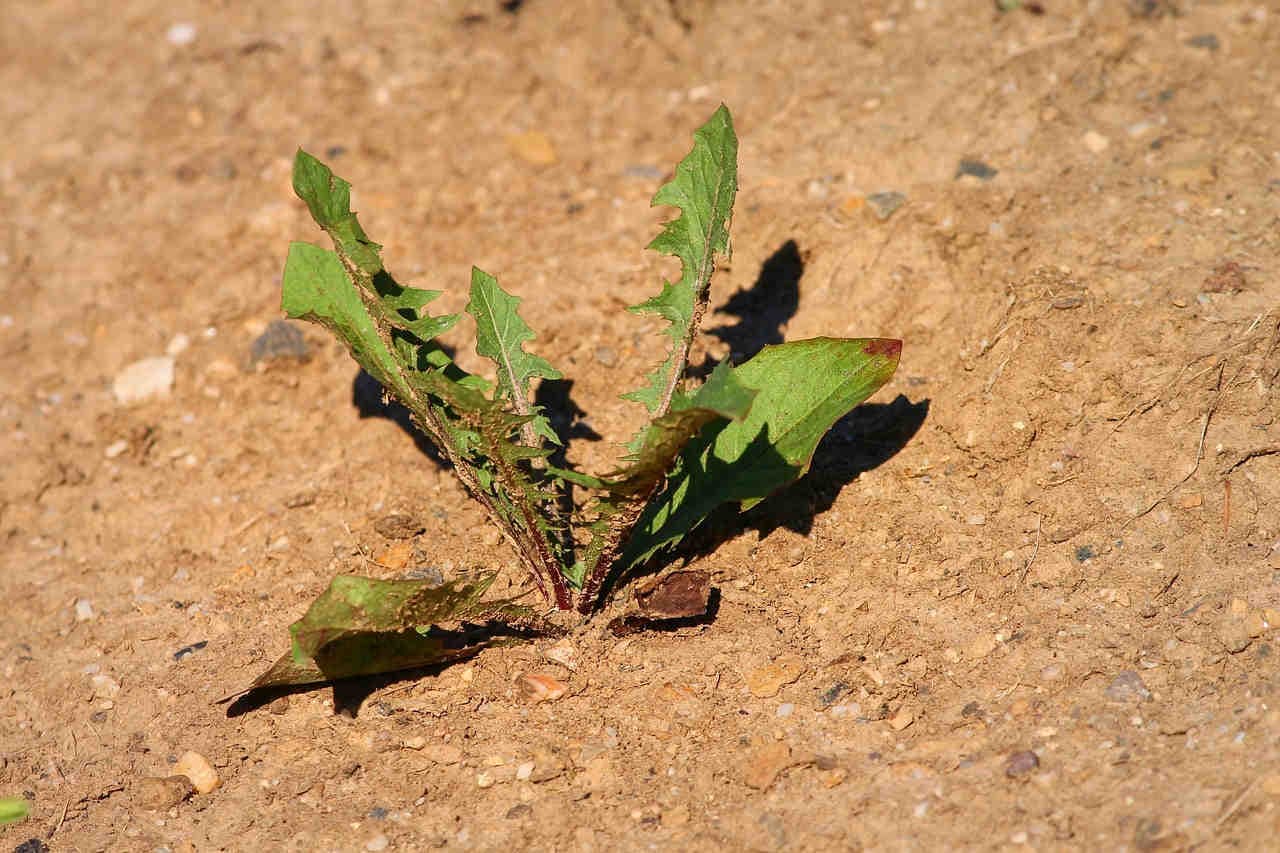 Plant in dry conditions