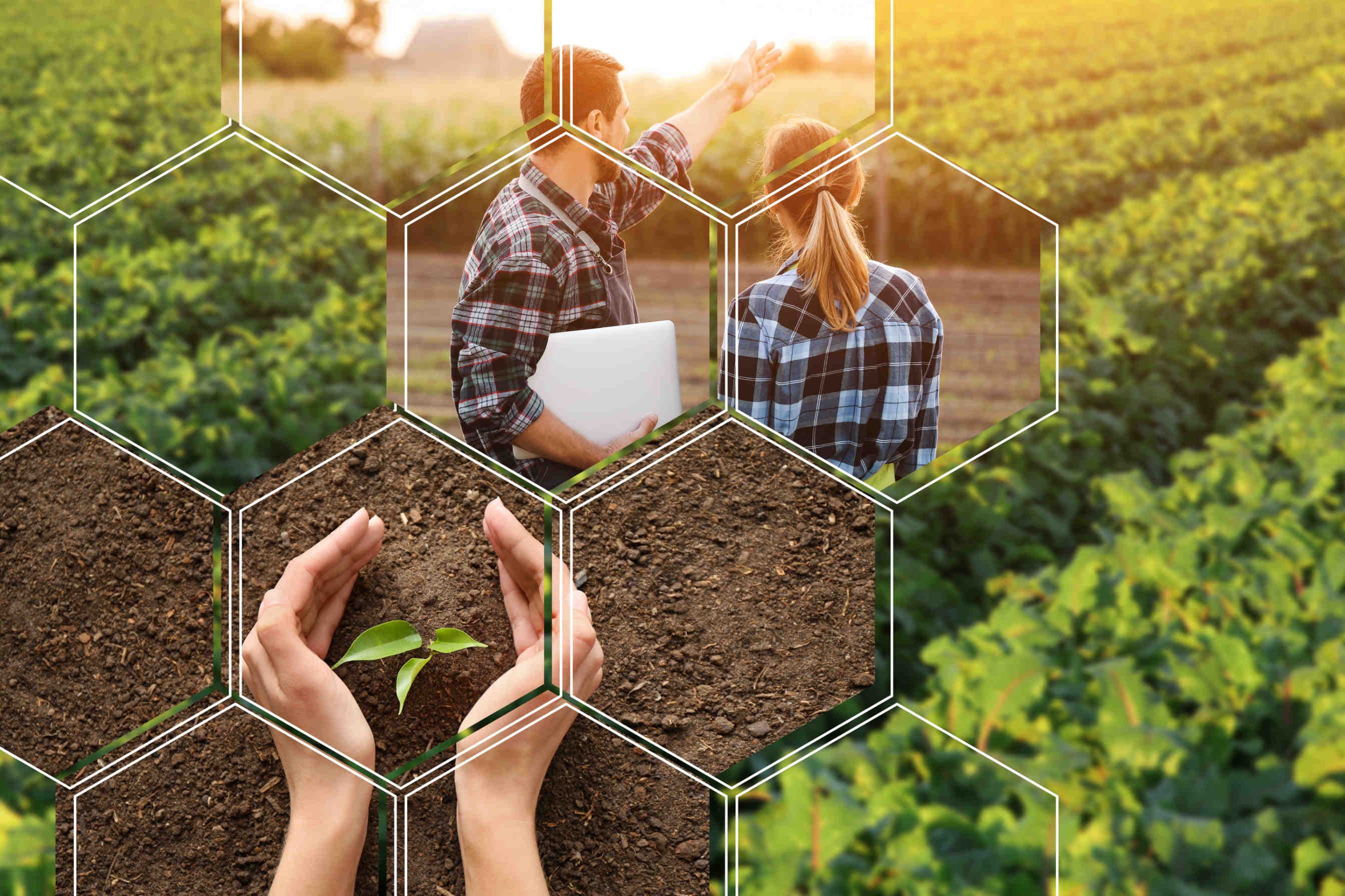 Migliorare la resa agricola assorbendo anidride carbonica