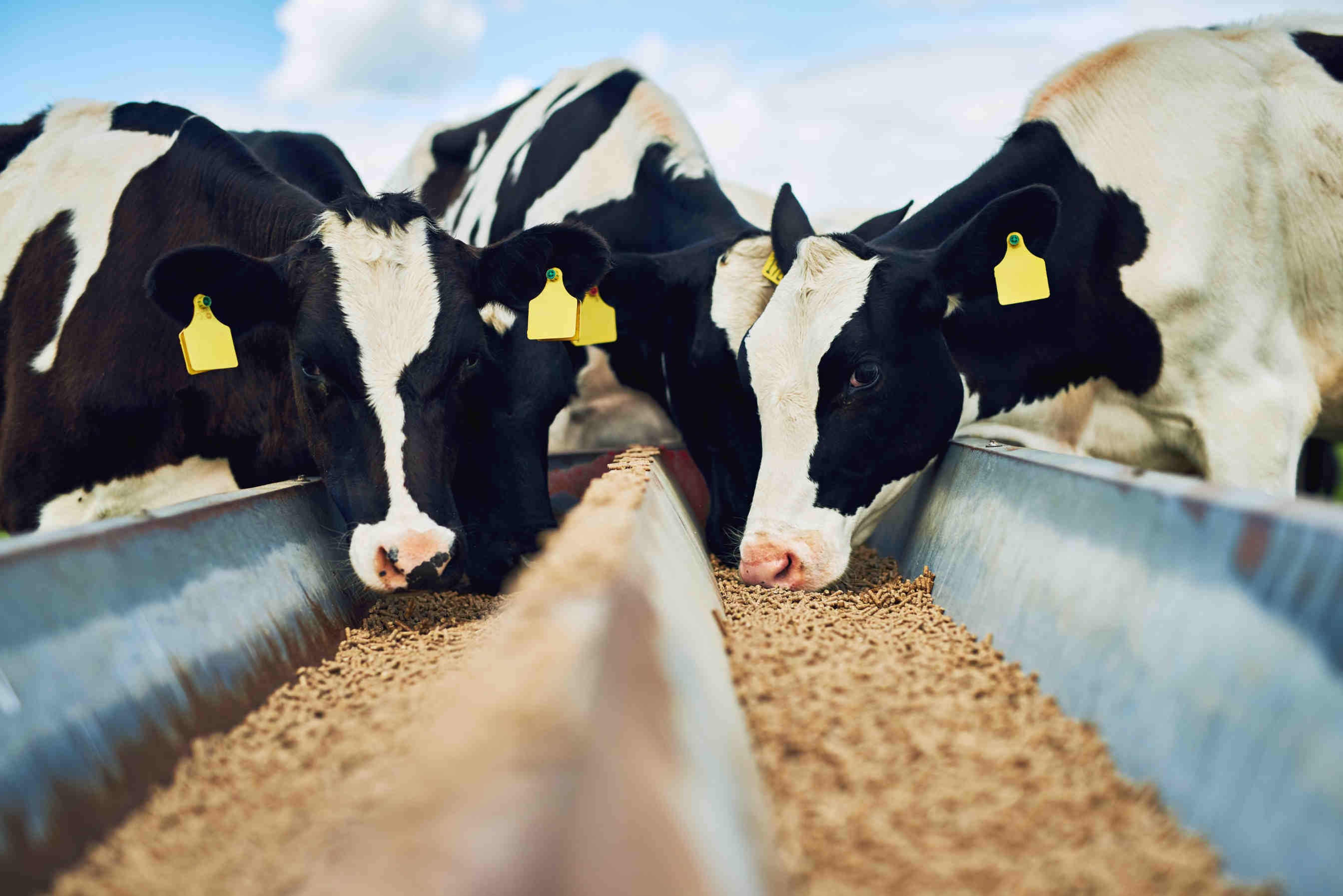 Food for Profit: il documentario sugli allevamenti intensivi