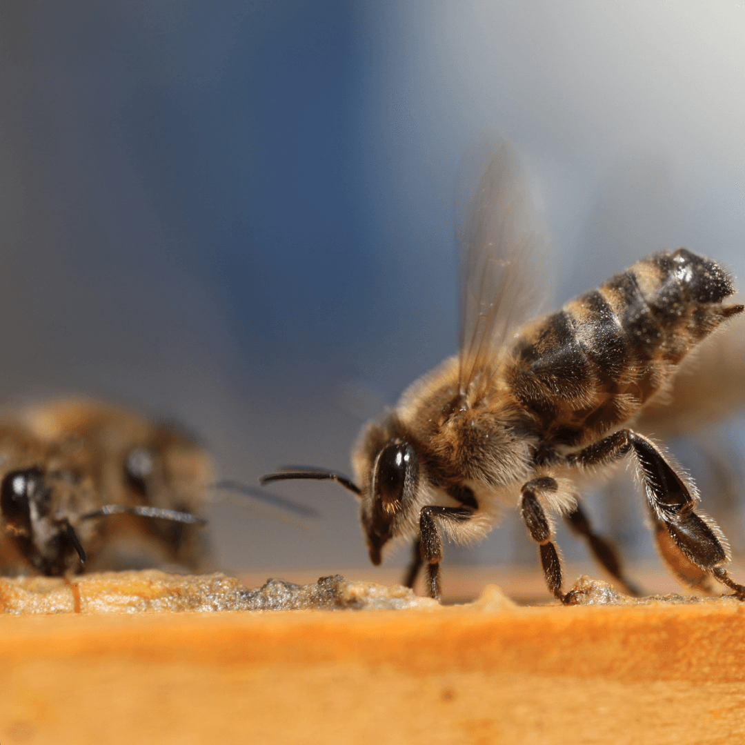 Le minacce alla loro sopravvivenza