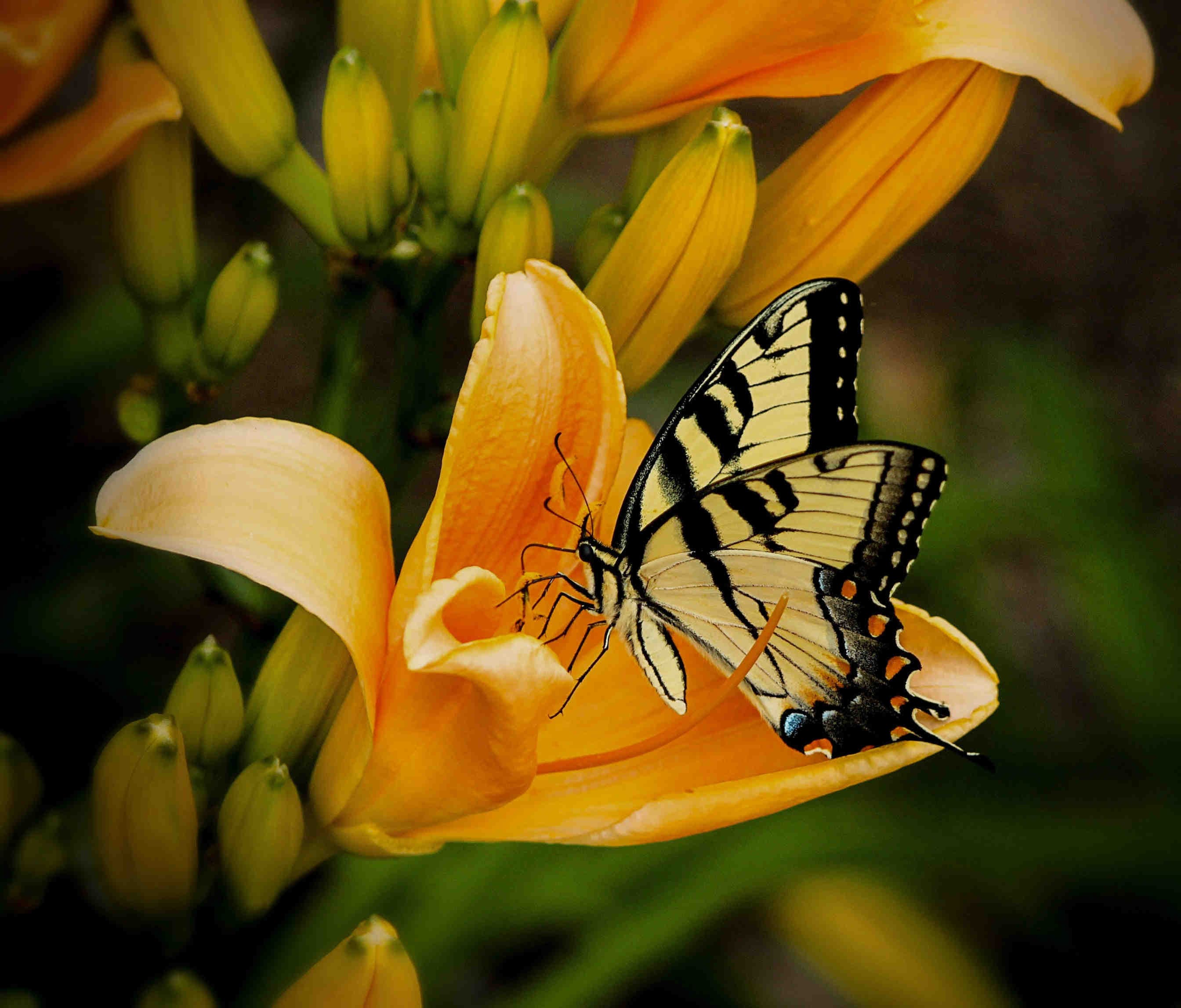 butterfly