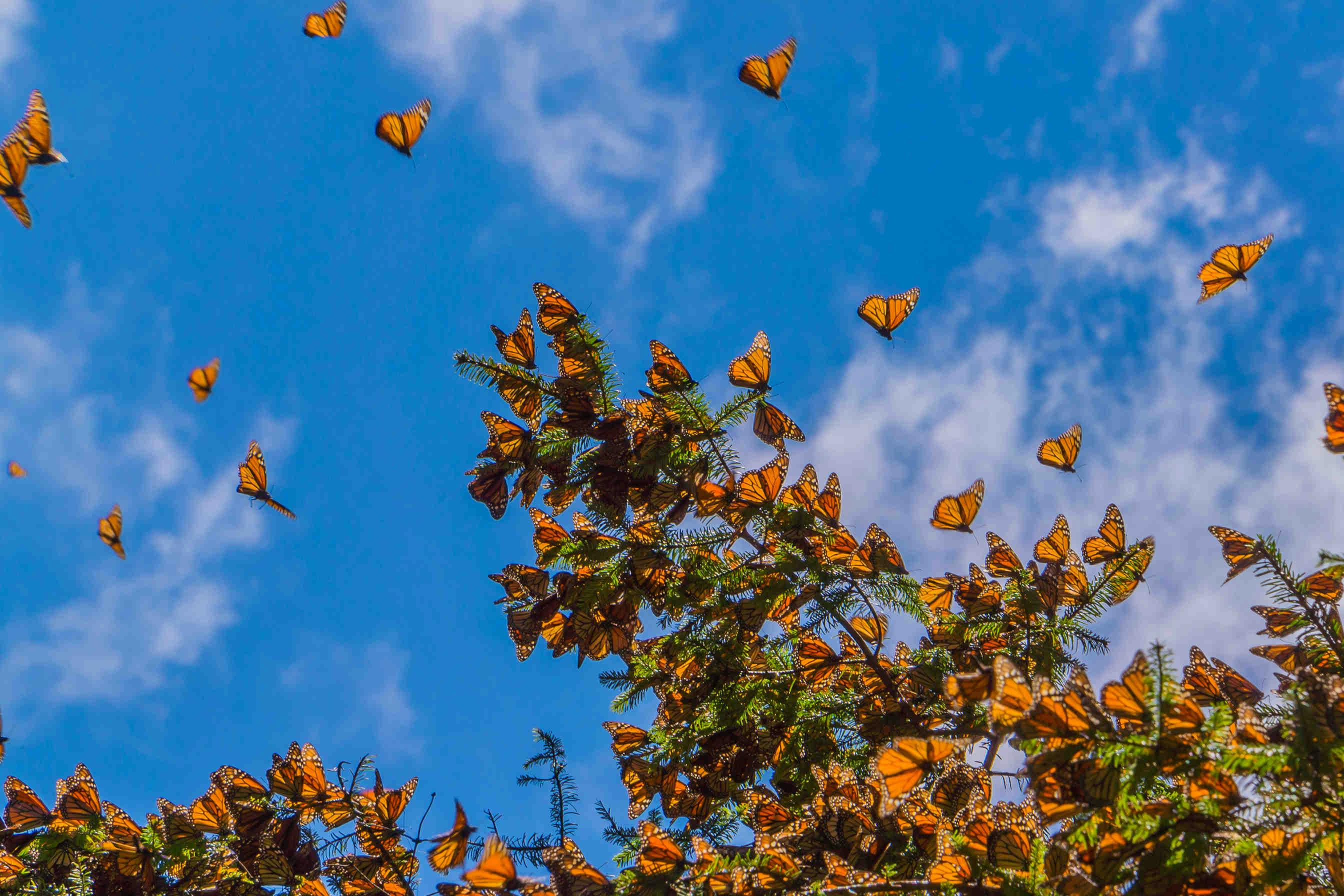 La migrazione unica della farfalla monarca