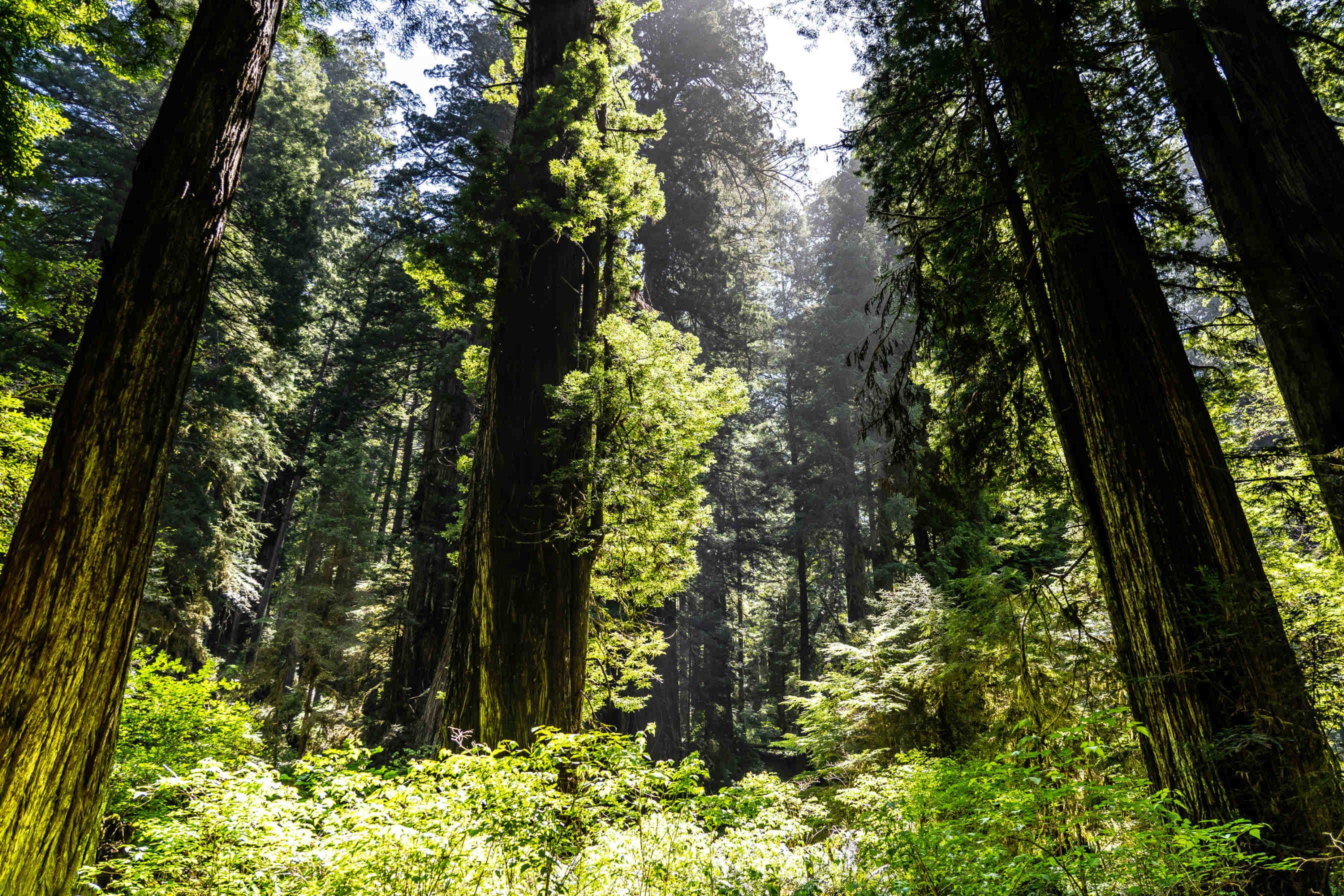 foresta