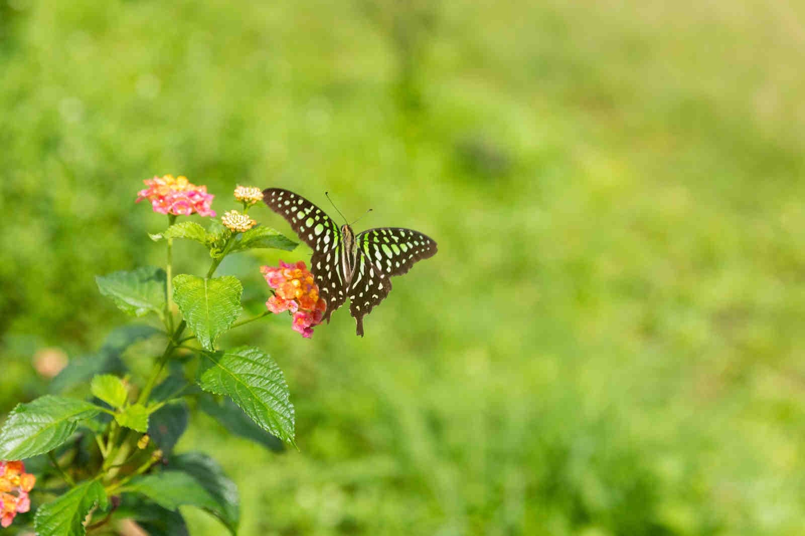 Integrazione-della-biodiversità-nella-strategia-aziendale
