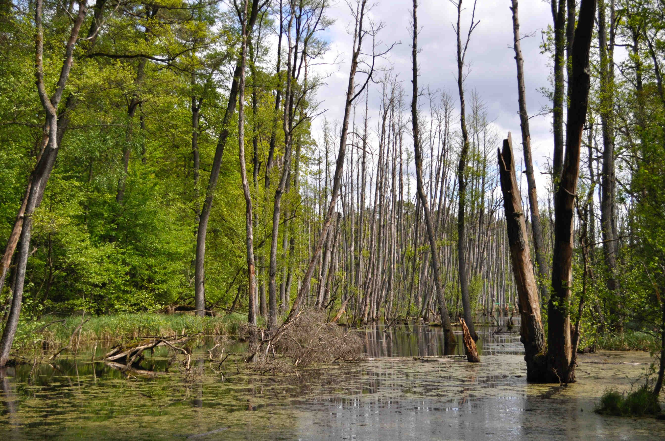La biodiversité: importante pour l'équilibre des écosystèmes