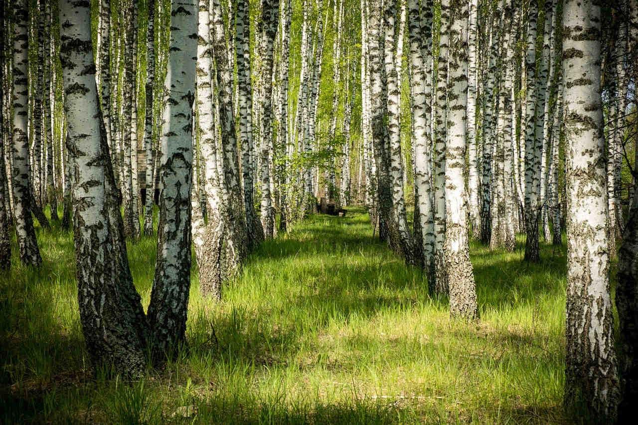 foresta betulle