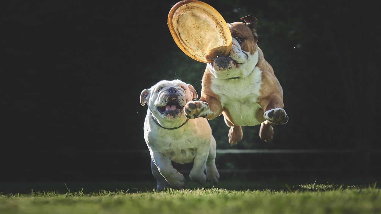 cani gioco