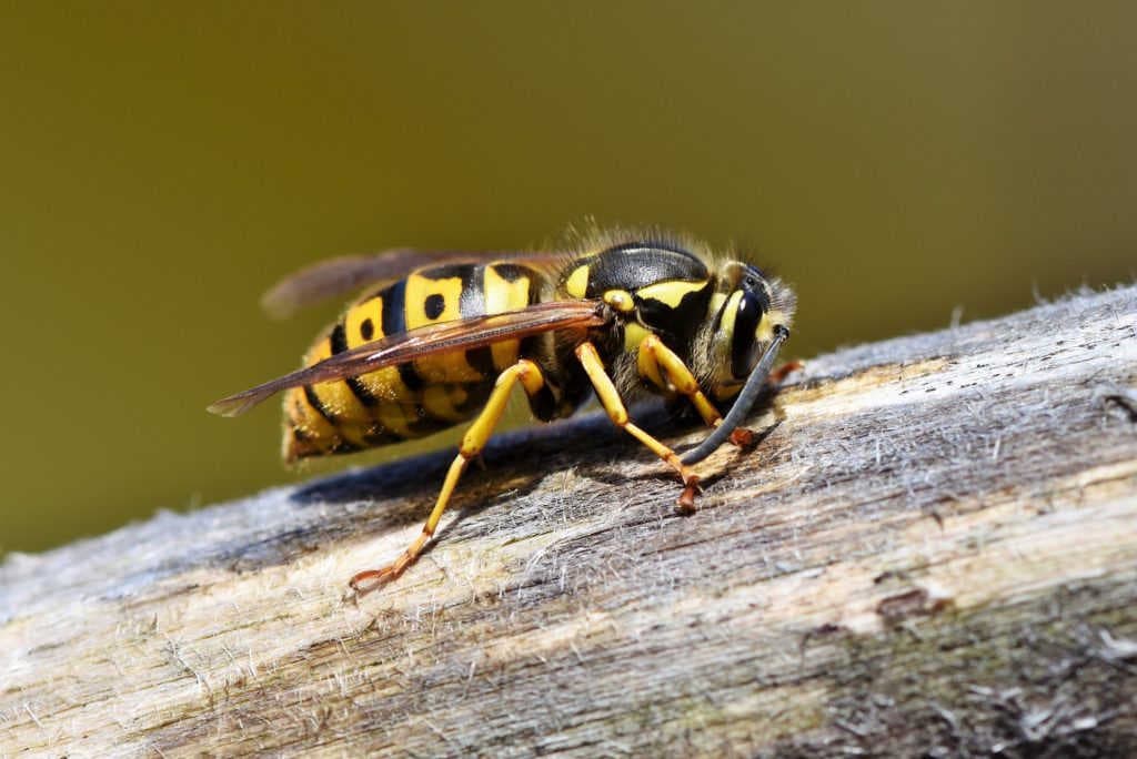 2. La vespa: caratteristiche e ruolo