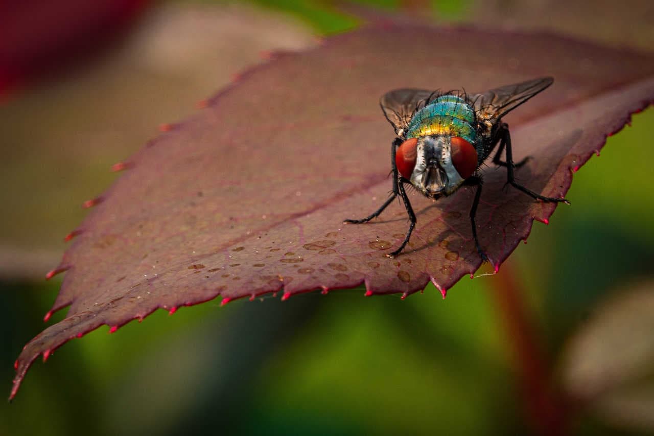 Occhi diversi per percepire colori e dettagli