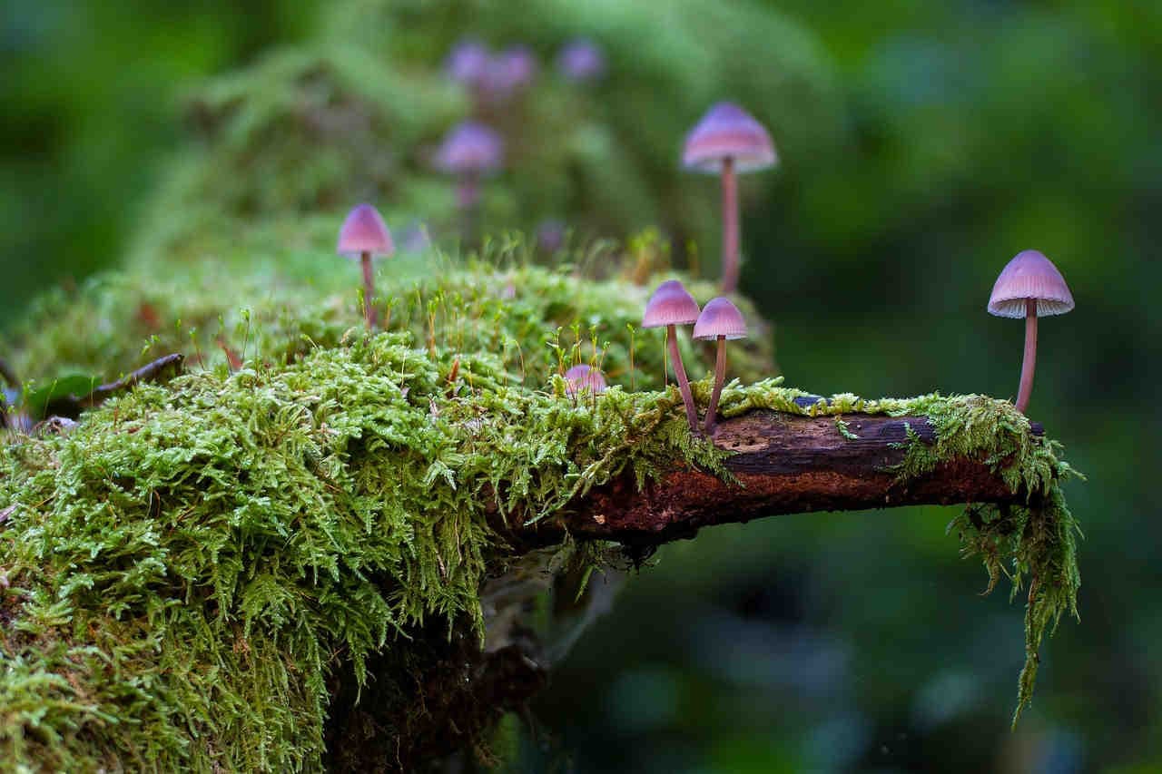 funghi