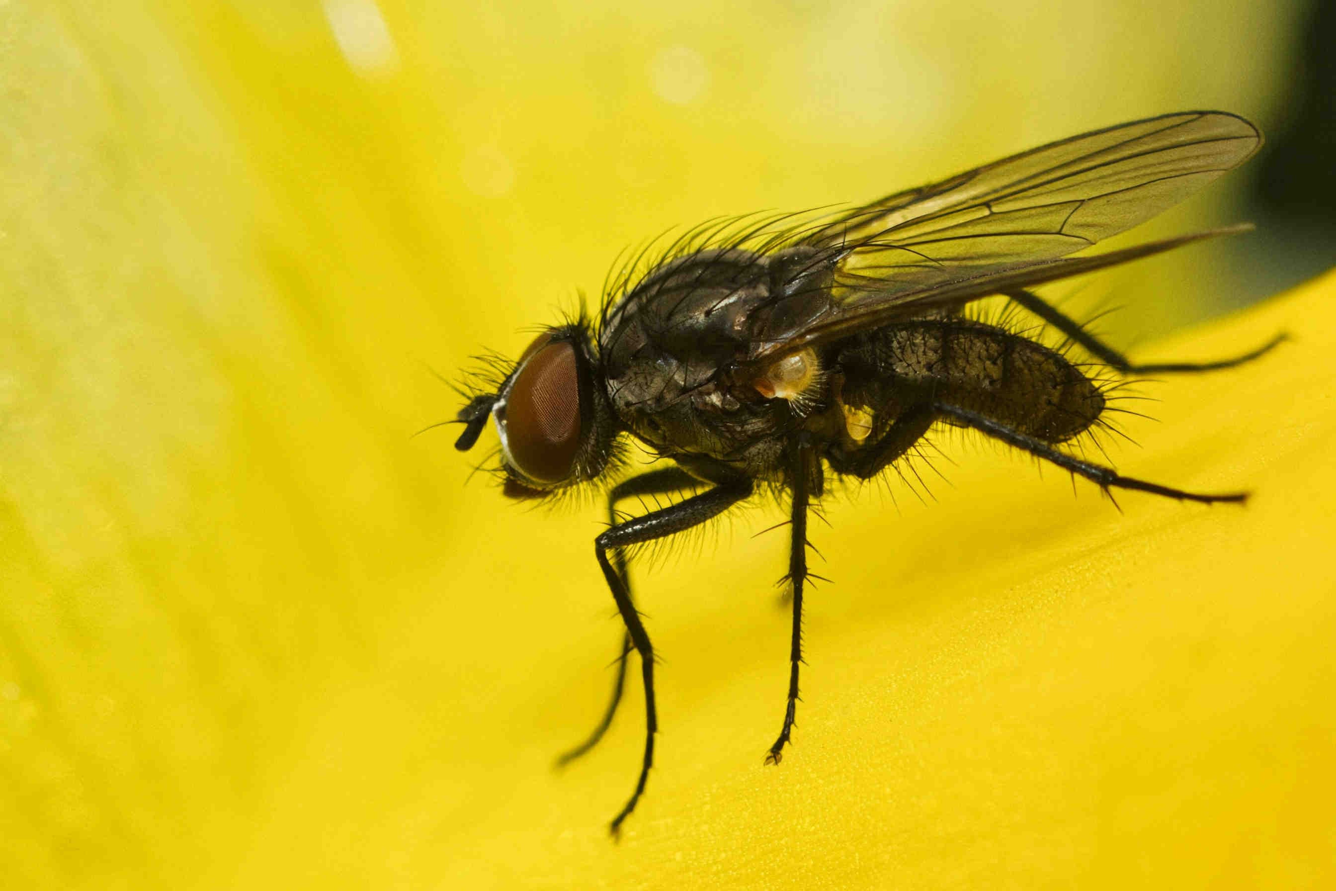 mosca