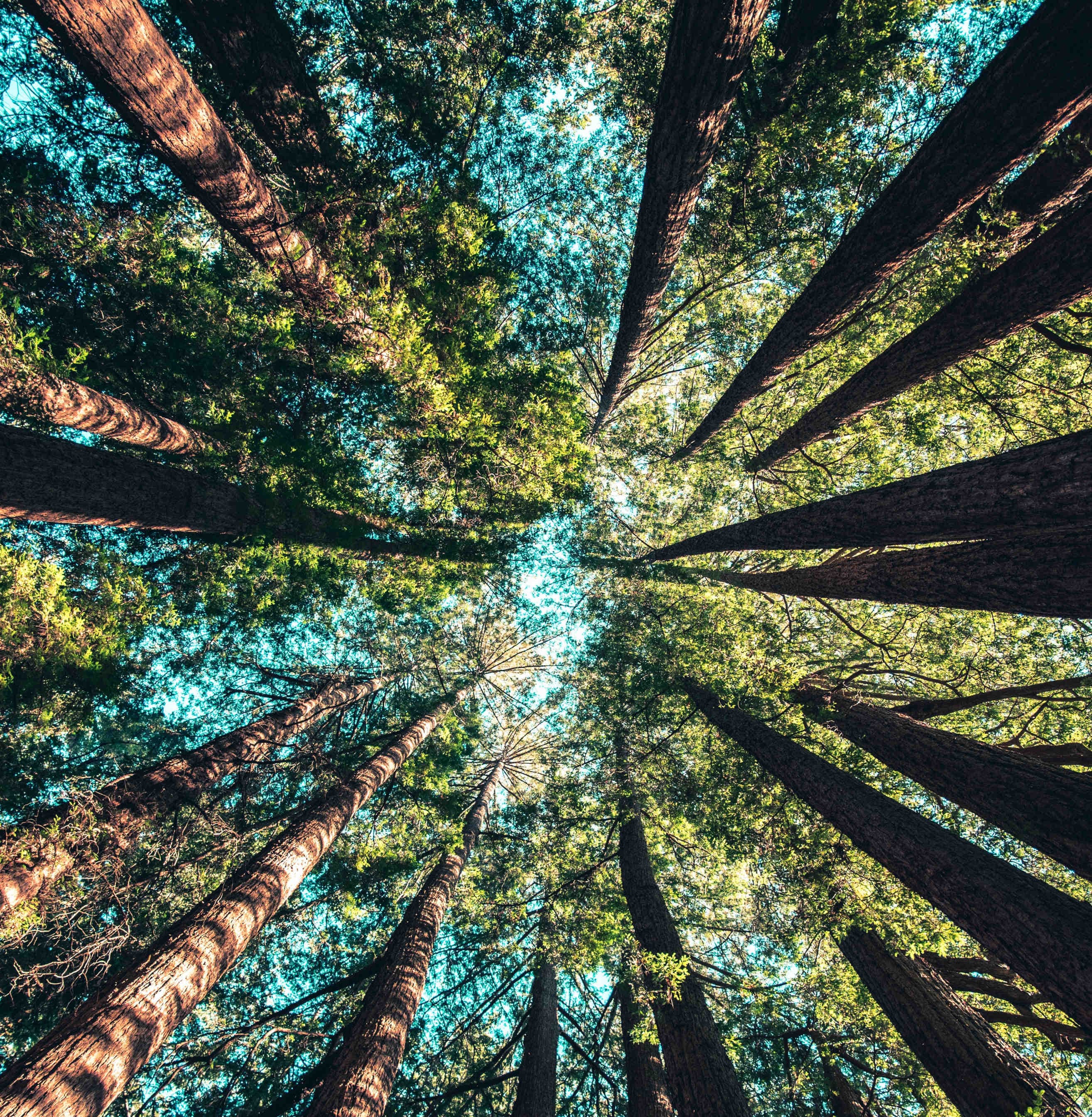 Foreste europee