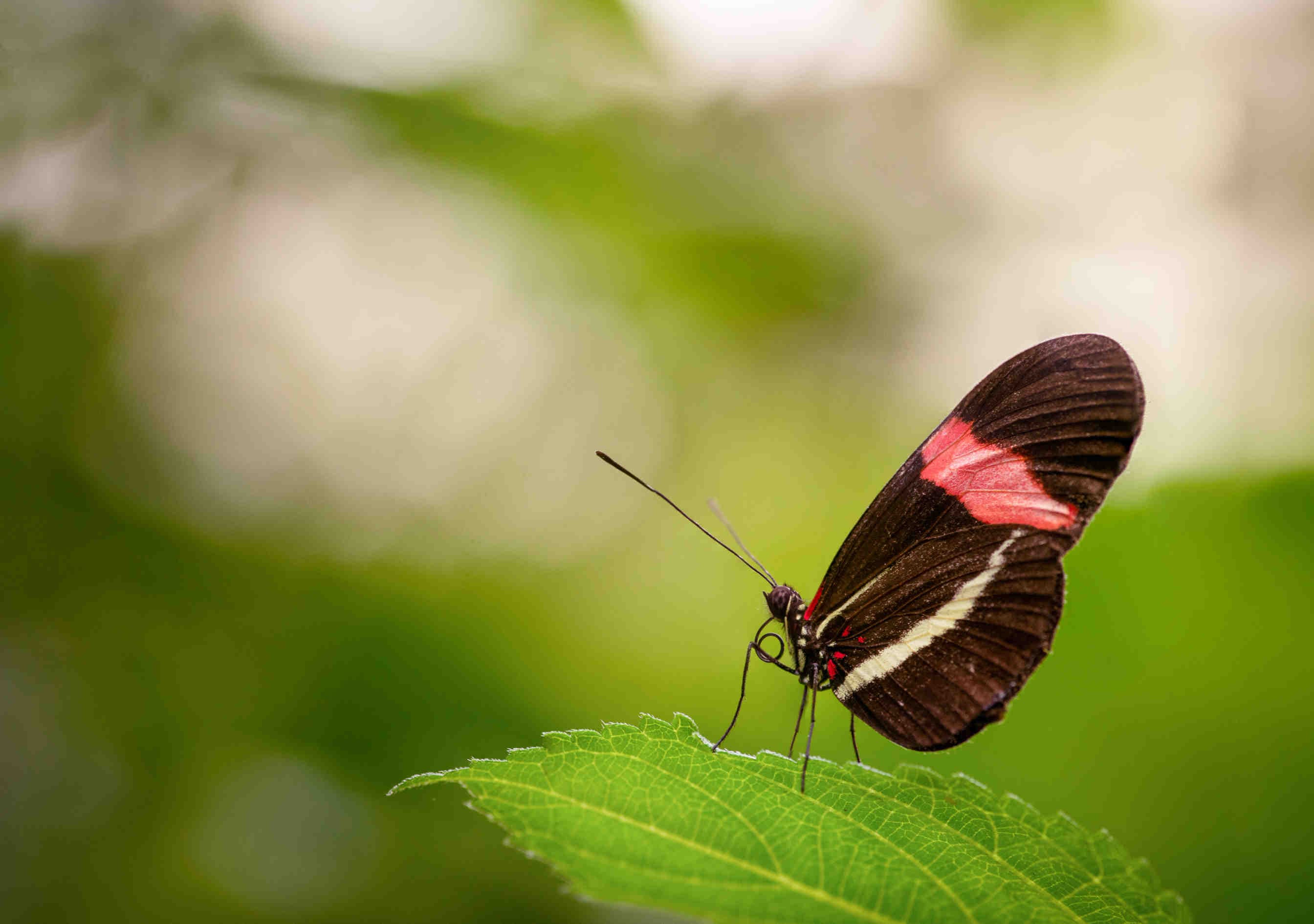 butterfly biodiversity