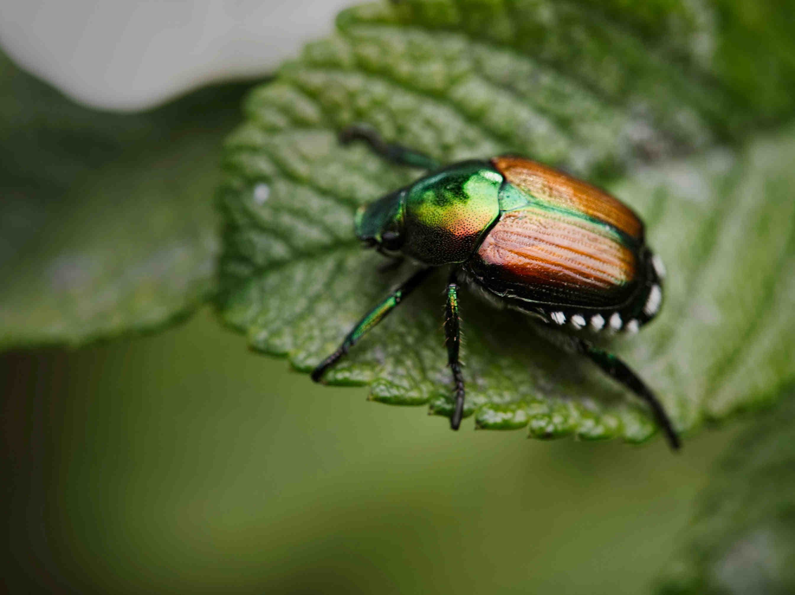 3bee-blog-scarabei-oltre-360-specie-in-italia