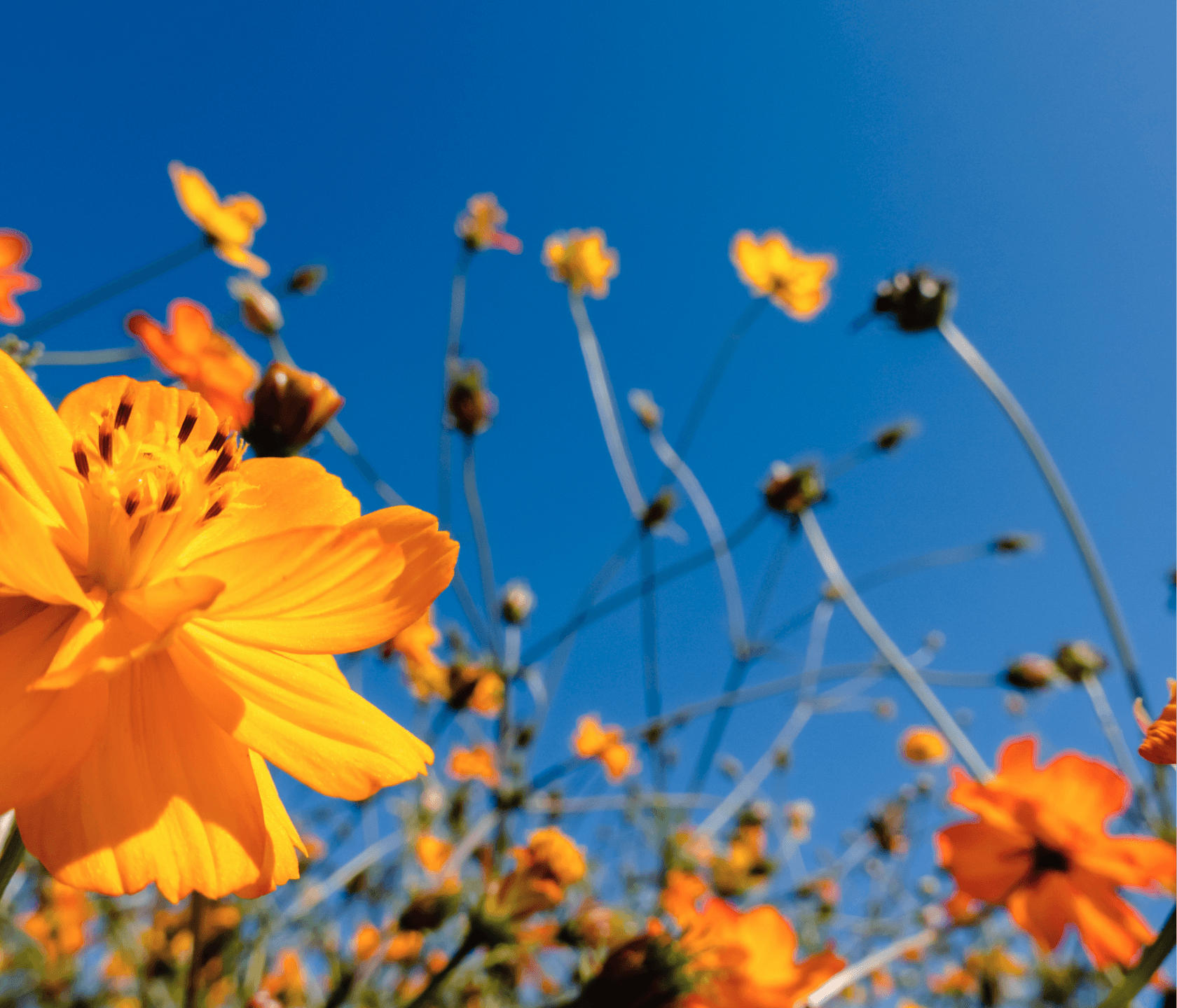api che volano su fiori