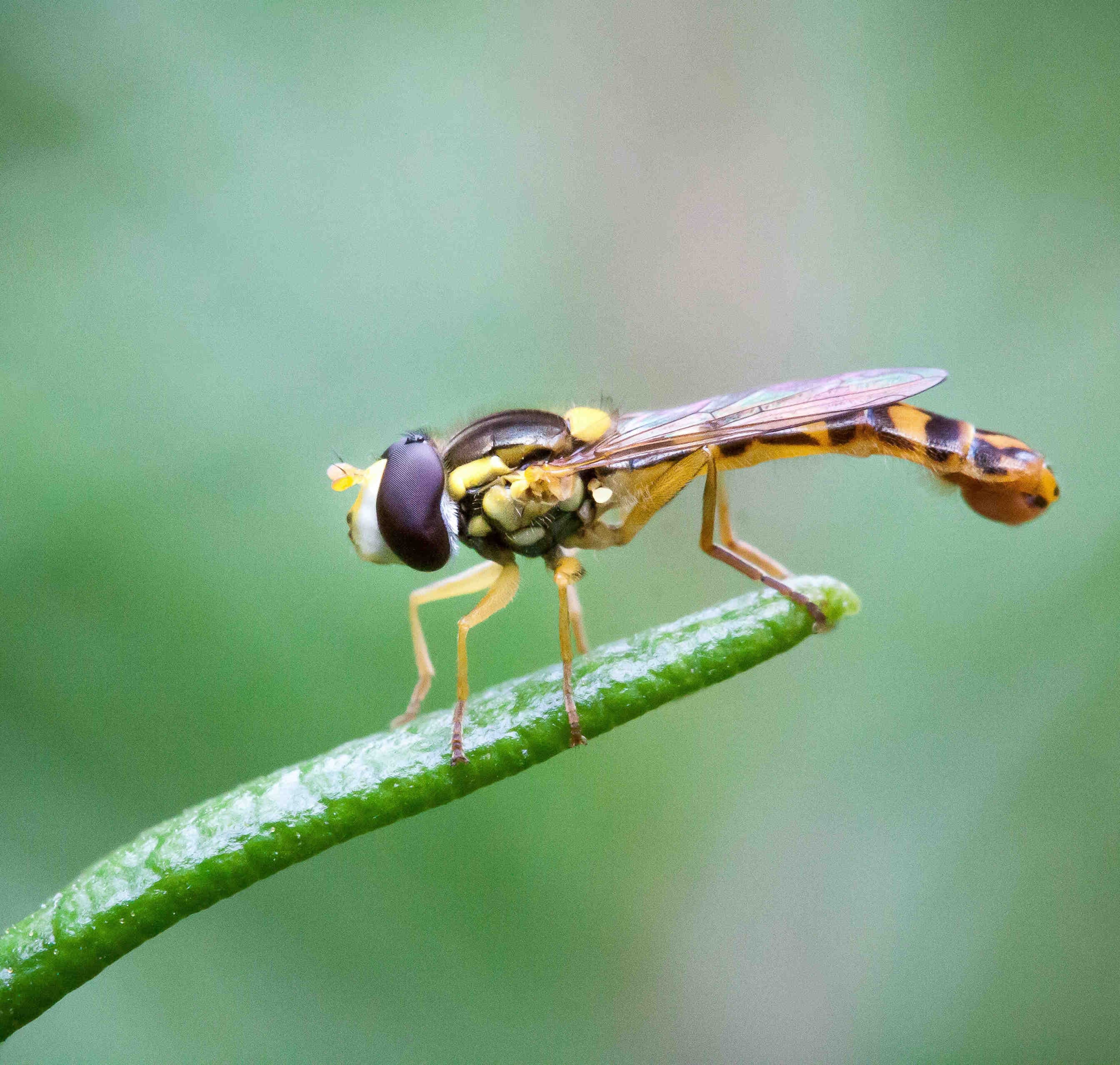 Hoverfly on leaf