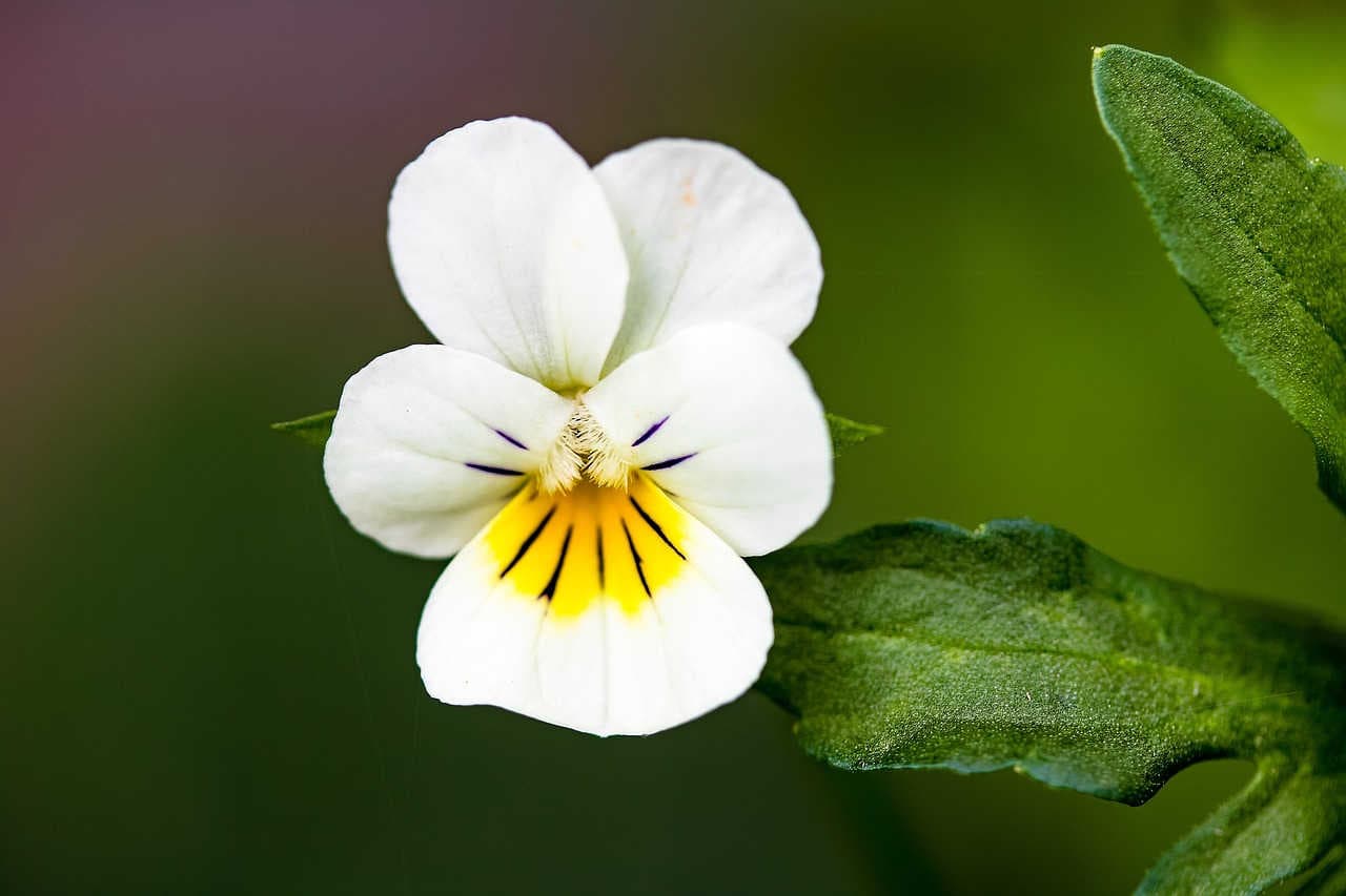 viola tricolor