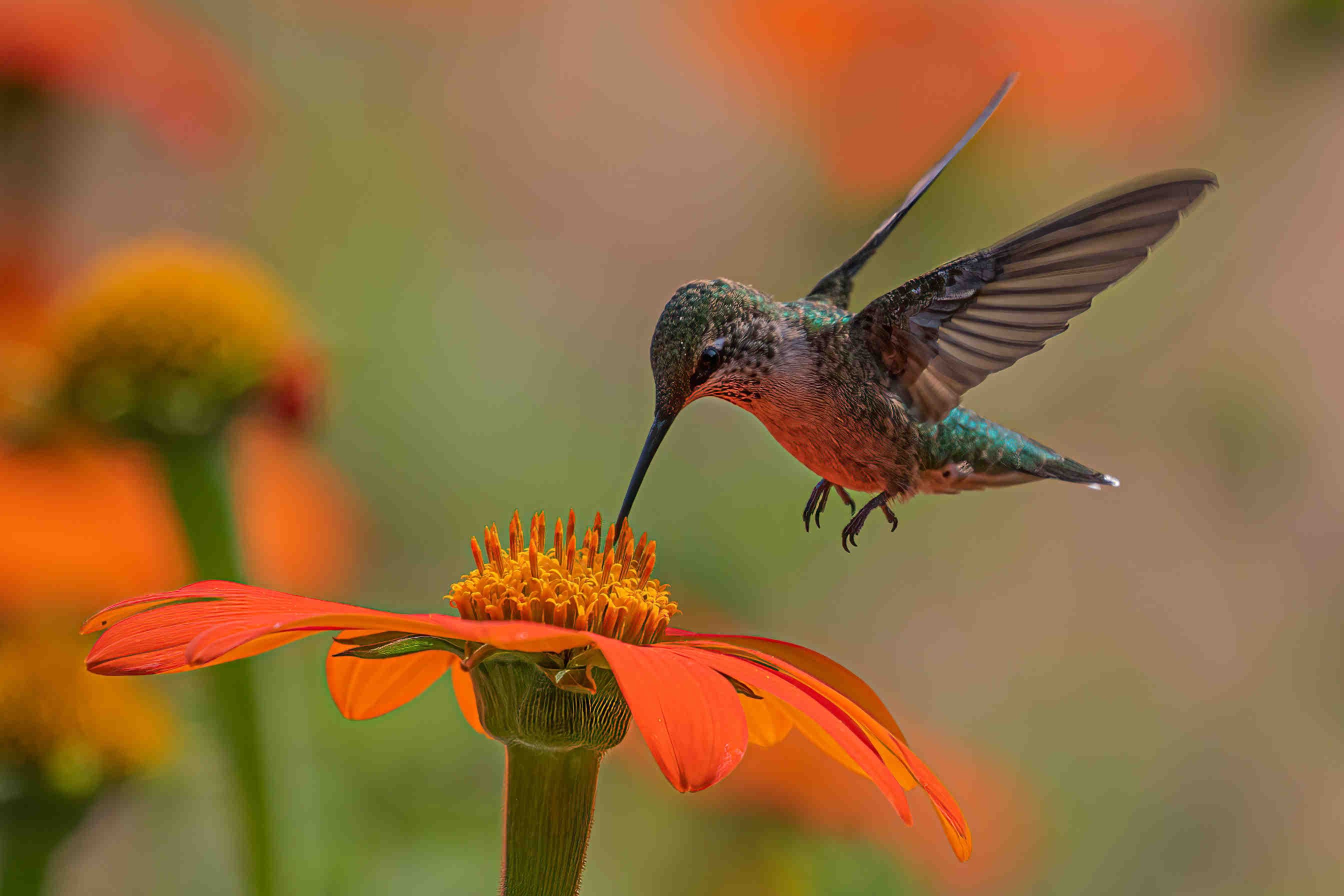 colibrì