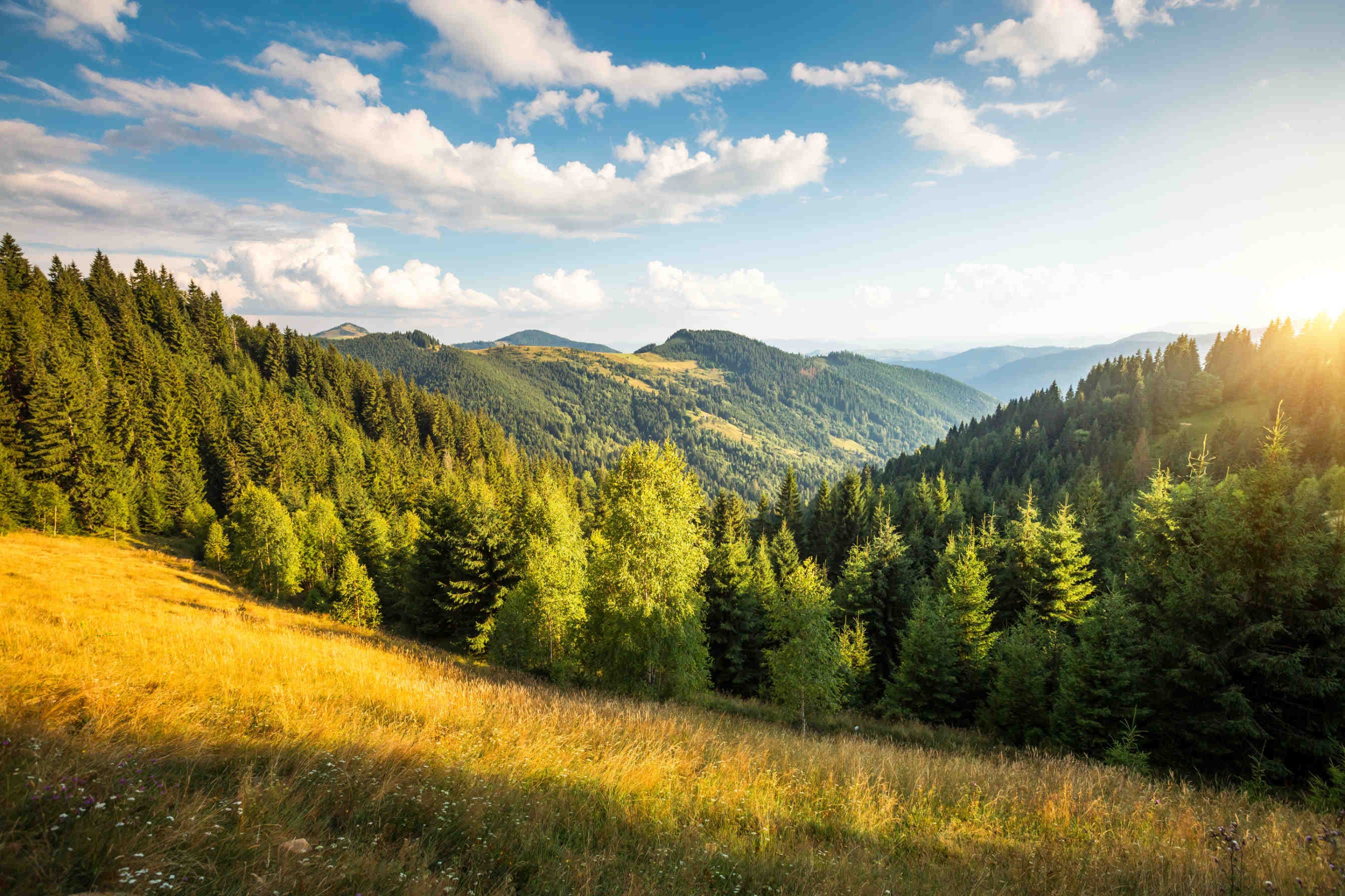 Nature Positive: rigenerare la natura per il futuro