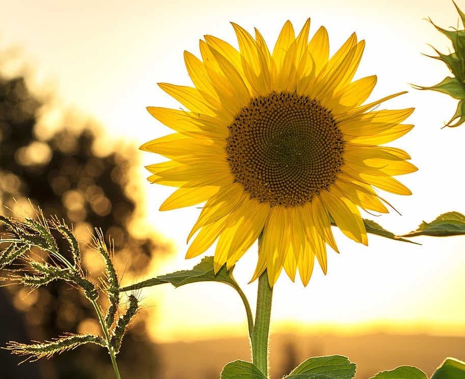 Girasole
