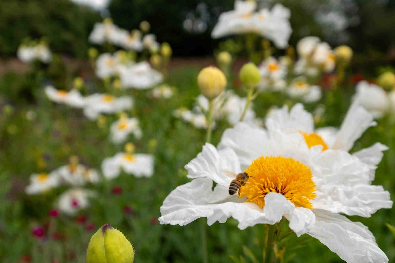 Perdita di biodiversità e impatto umano