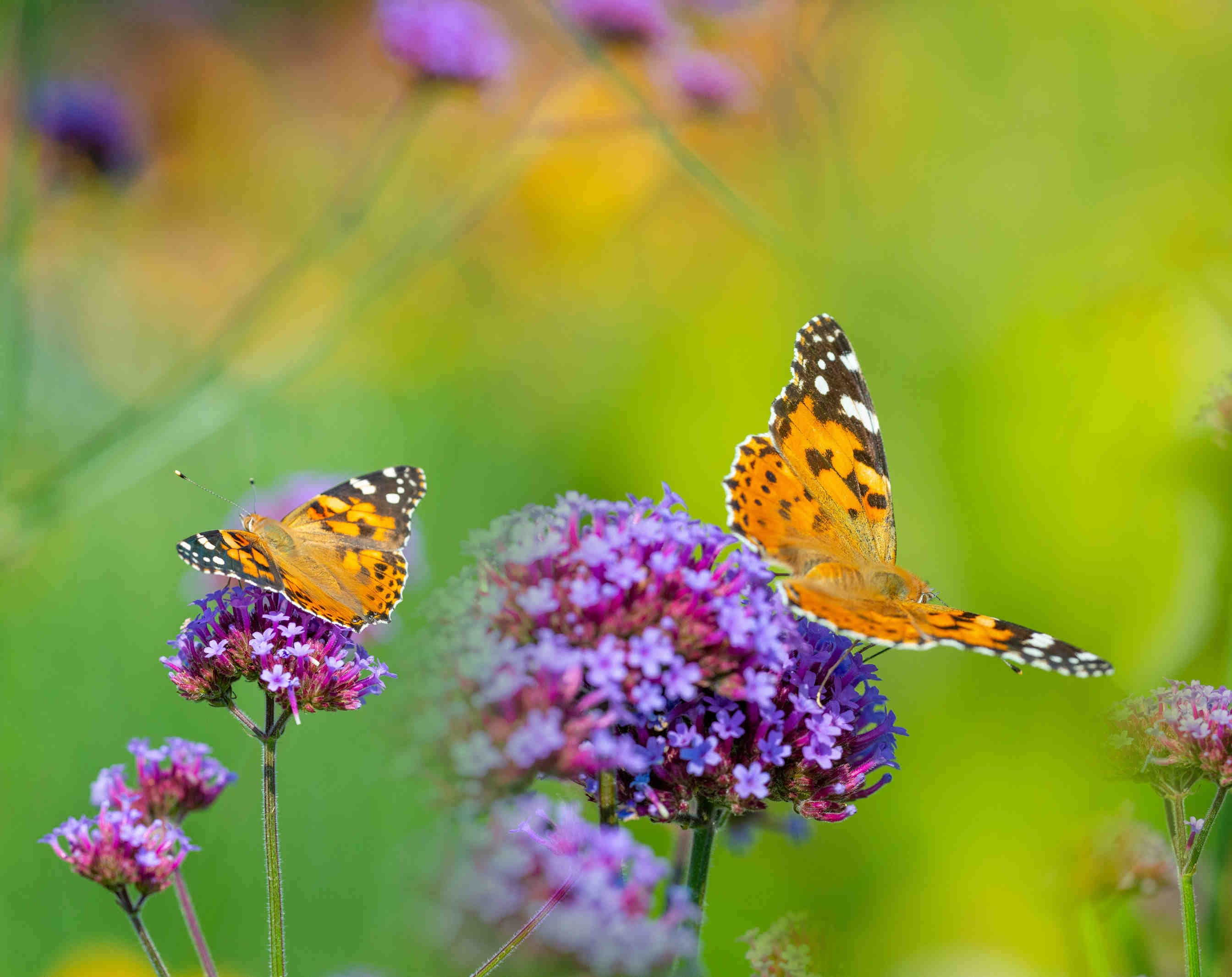 Biodiversité : définition et histoire