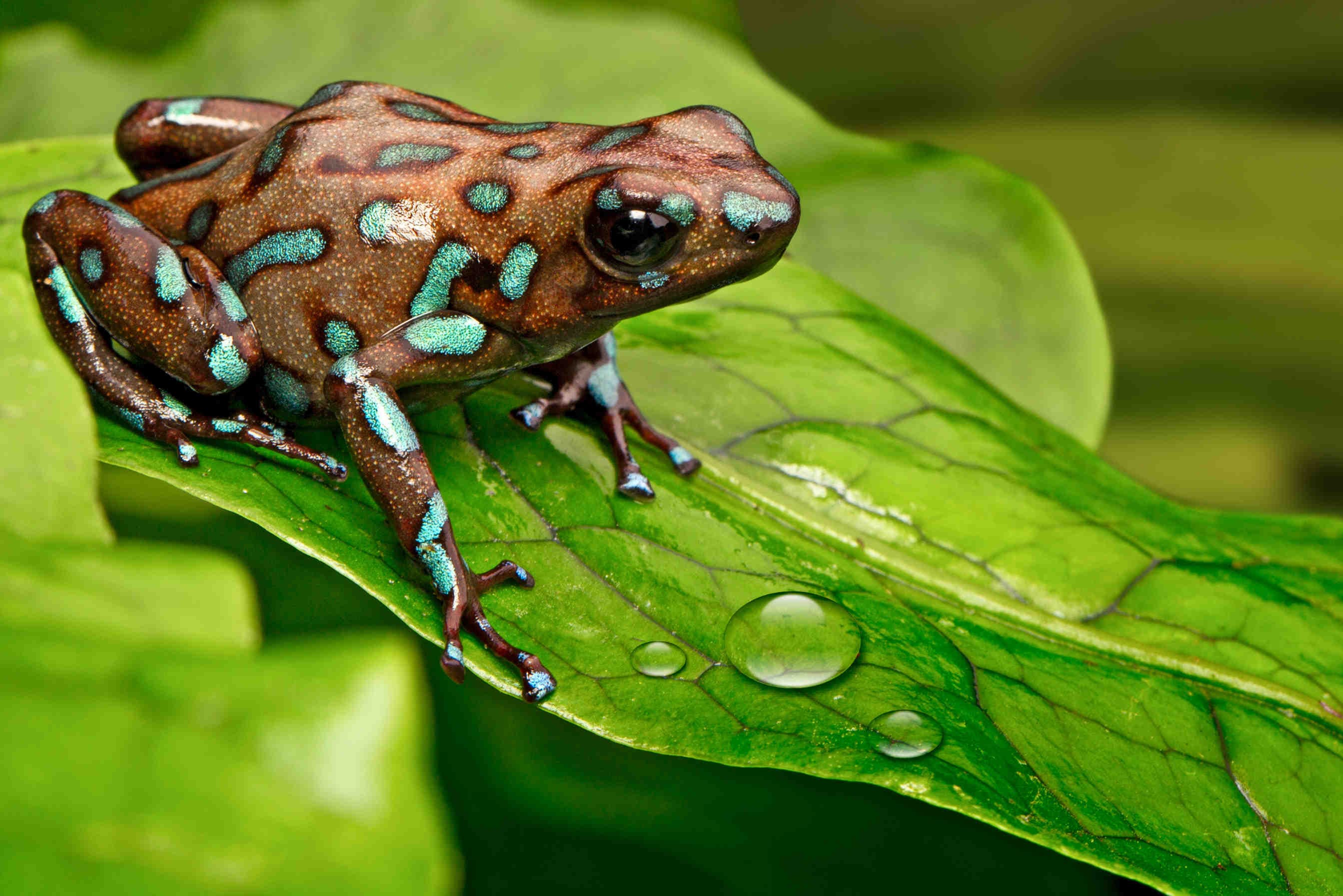 anfibio