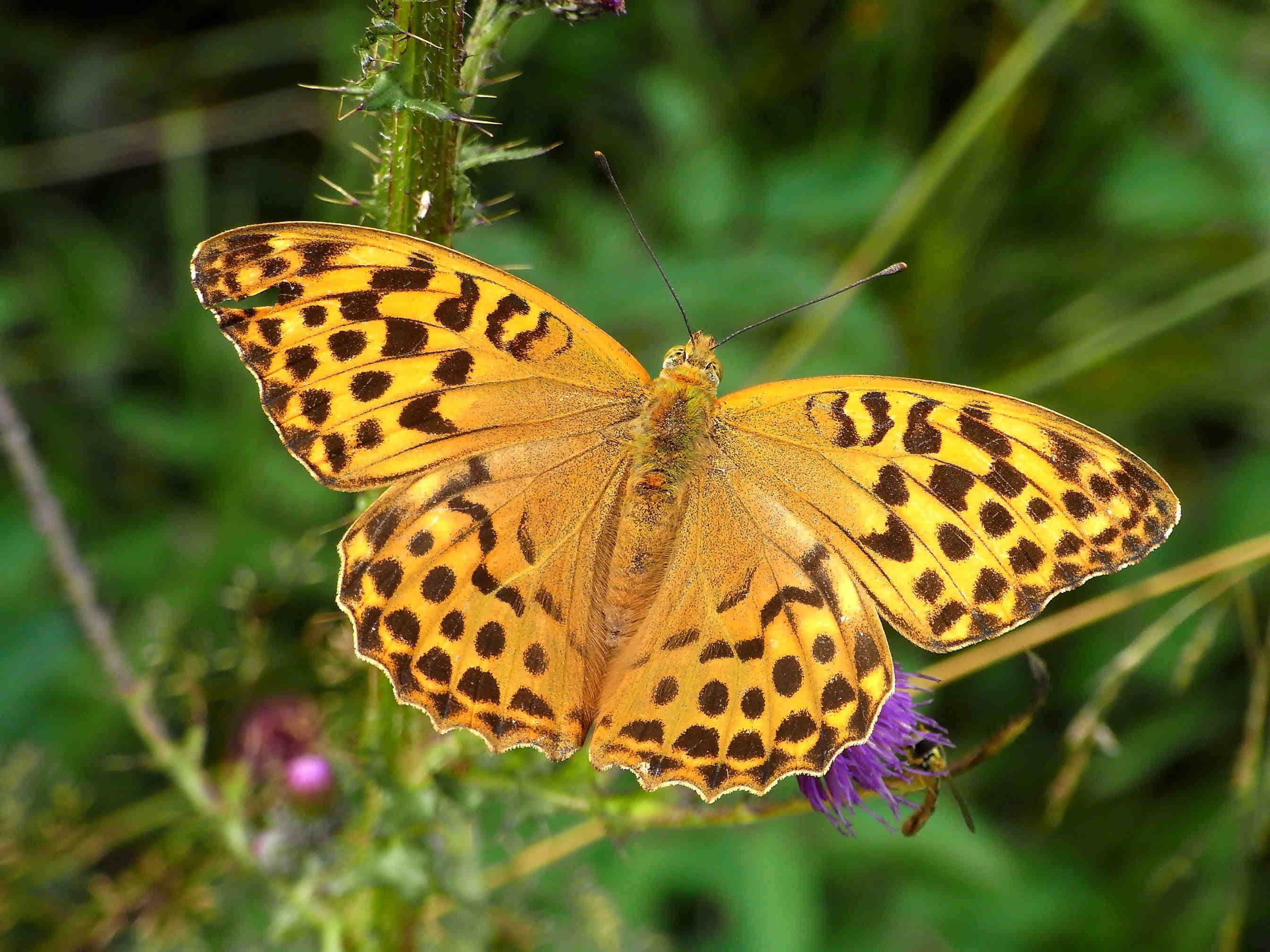 Argynnis paphia