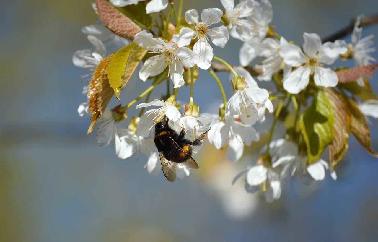 Alla ricerca di nuove piante “amiche degli impollinatori”