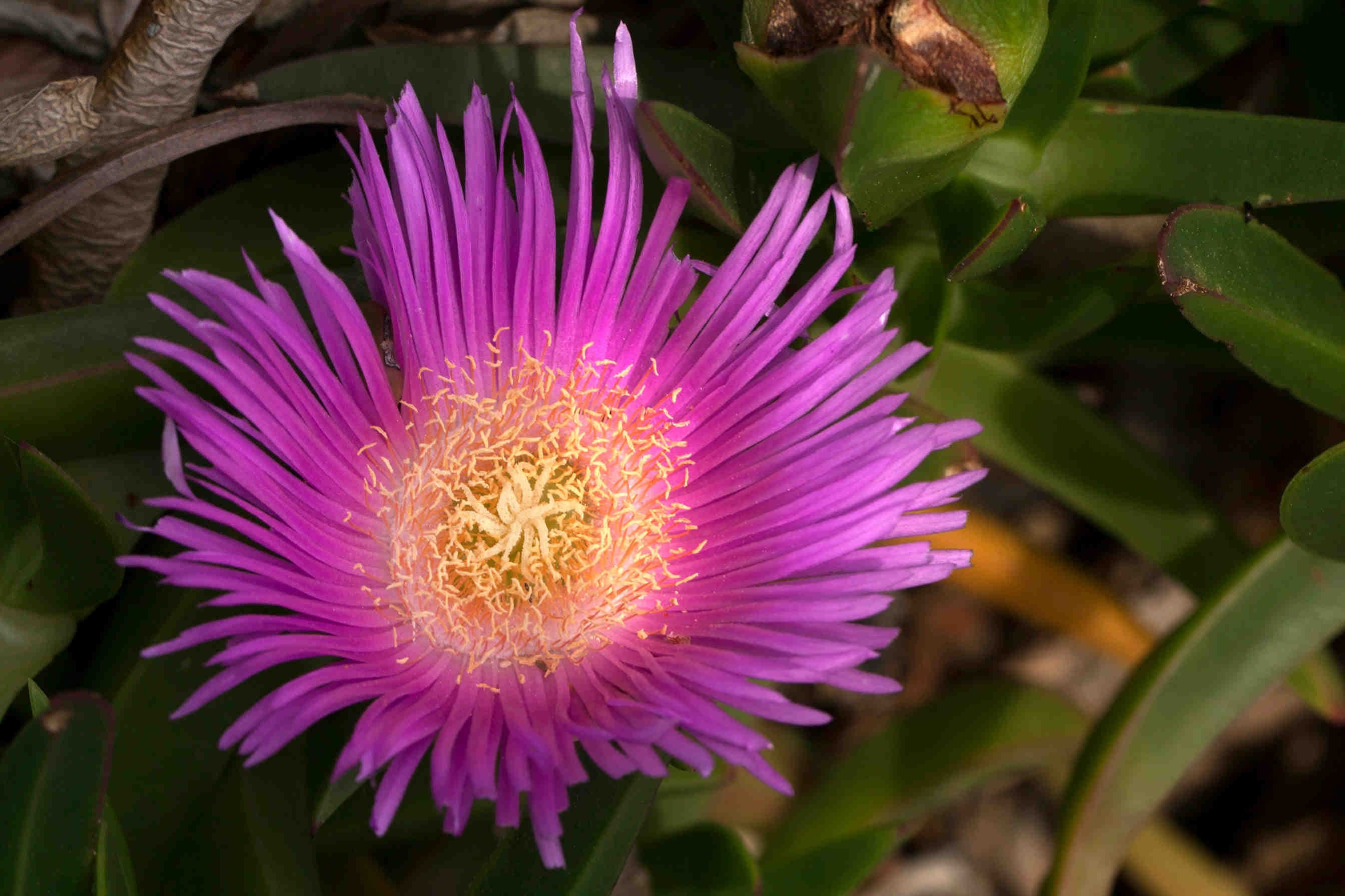 carpobrotus